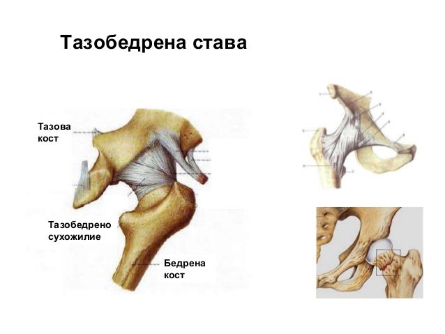 опорно двигателна система
