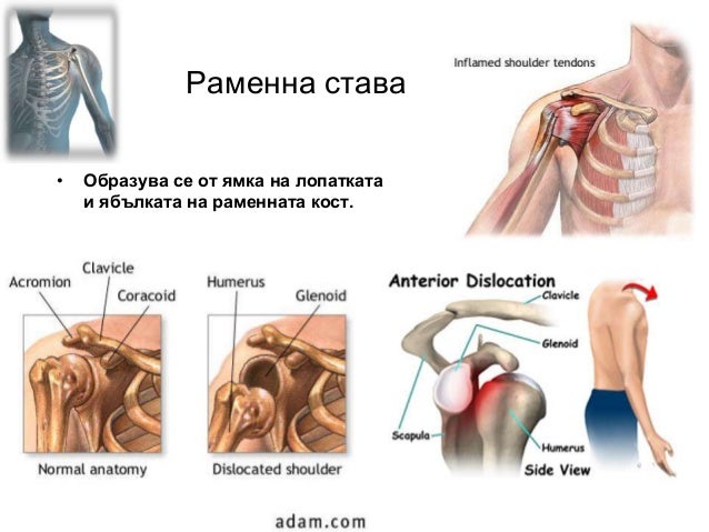 опорно двигателна система