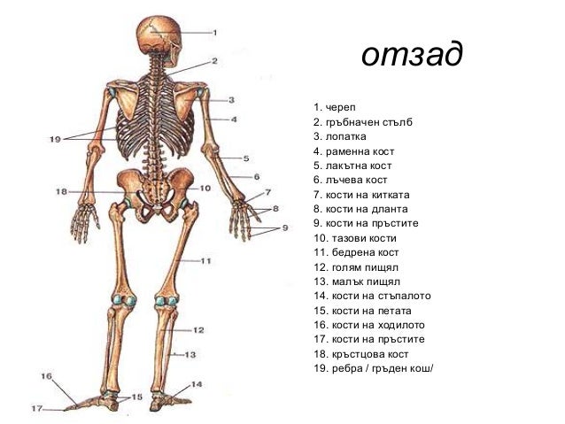 опорно двигателна система