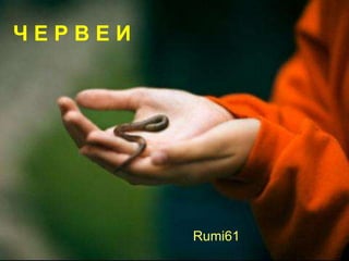 ЧЕРВЕИ




         Rumi61
 