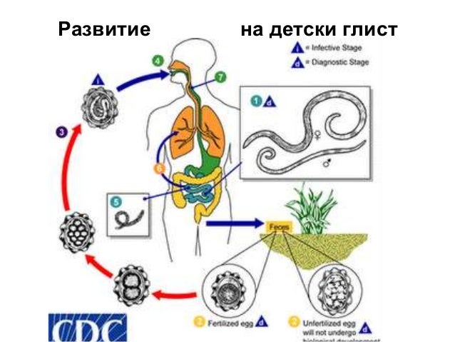 ч е р в е и