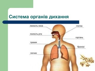 Система органів дихання
 