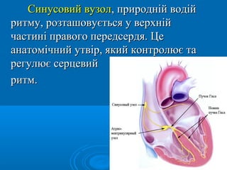 Синусовий вузол, природній водій
ритму, розташовується у верхній
частині правого передсердя. Це
анатомічний утвір, який контролює та
регулює серцевий
ритм.
 