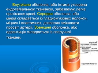 Внутрішня оболонка, або інтима утворена
ендотеліальною тканиною, забезпечує легке
протікання крові. Середня оболонка, або
медіа складається із гладком’язових волокон,
міцних і еластичних, дозволяє змінювати
просвіт артерії. Зовнішня оболонка, або
адвентиція складається із сполучної
тканини.
 