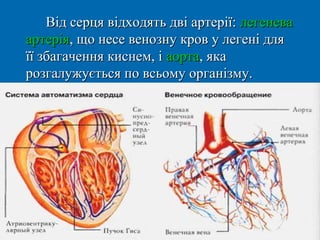 Від серця відходять дві артерії: легенева
артерія, що несе венозну кров у легені для
її збагачення киснем, і аорта, яка
розгалужується по всьому організму.
 