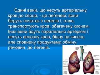 Єдині вени, що несуть артеріальну
кров до серця, - це легеневі; вони
беруть початок з легенів і, отже,
транспортують кров, збагачену киснем.
Інші вени йдуть паралельно артеріям і
несуть венозну кров, бідну на кисень
але сповнену продуктами обміну
речовин, до легенів.
 