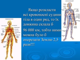 Якщо розкласти
всі кровоносні судини
тіла в один ряд, то їх
довжина склала б
96 000 км, тобто ними
можна було б
оперезати Землю 2,5
рази!!!
 