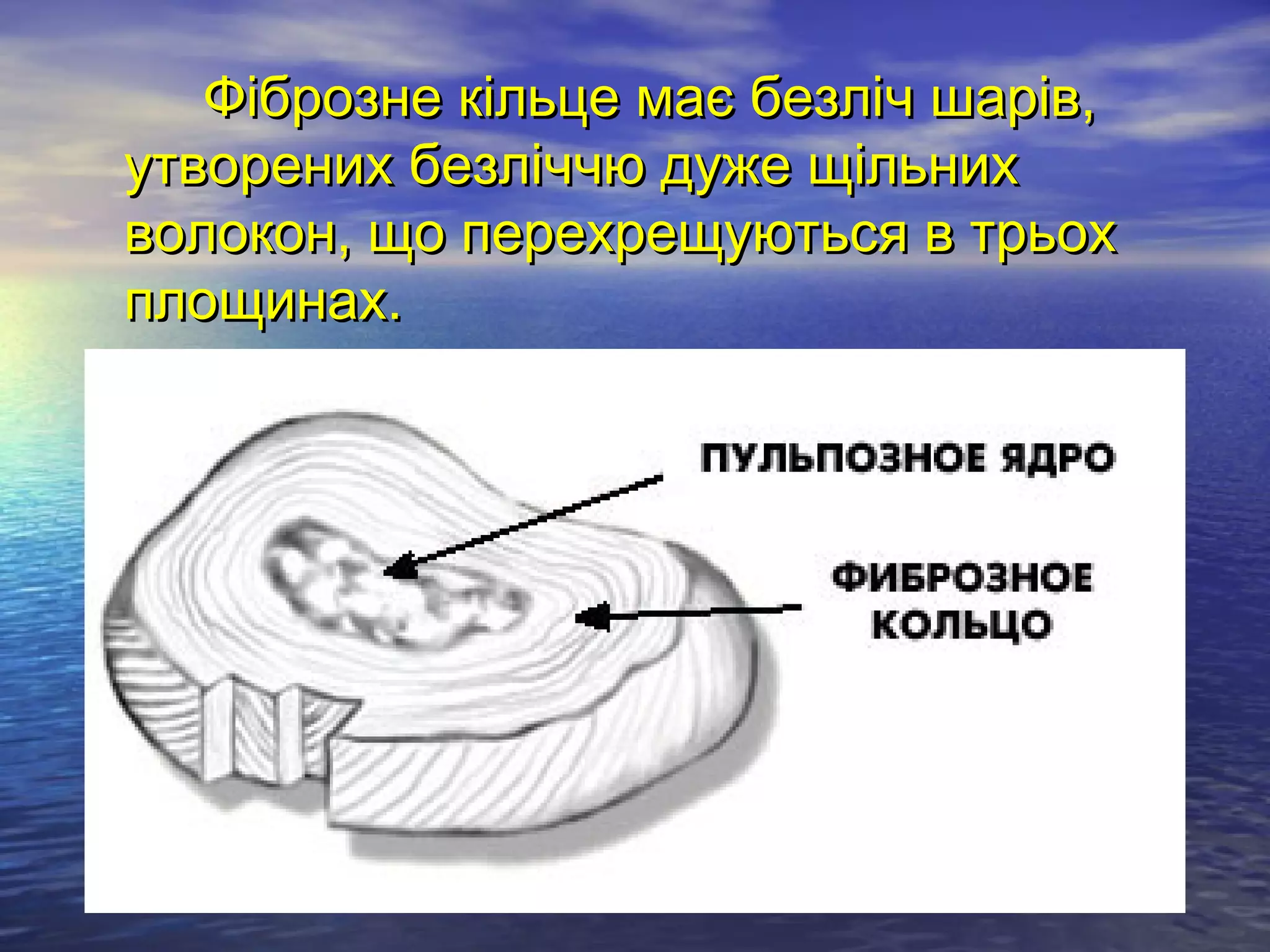 Фіброзне кільце має безліч шарів,
утворених безліччю дуже щільних
волокон, що перехрещуються в трьох
площинах.
 