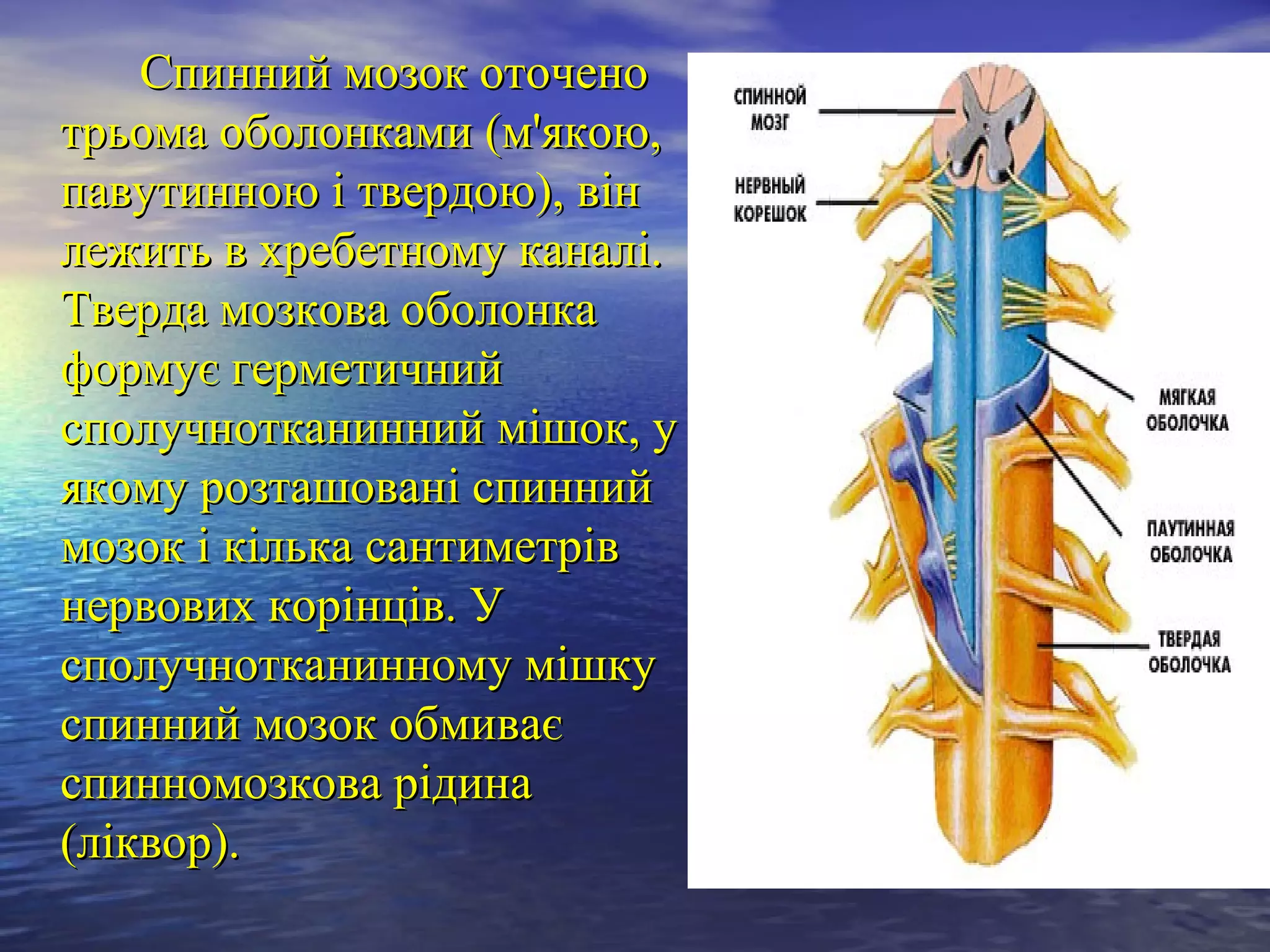 Спинний мозок оточено
трьома оболонками (м'якою,
павутинною і твердою), він
лежить в хребетному каналі.
Тверда мозкова оболонка
формує герметичний
сполучнотканинний мішок, у
якому розташовані спинний
мозок і кілька сантиметрів
нервових корінців. У
сполучнотканинному мішку
спинний мозок обмиває
спинномозкова рідина
(ліквор).
 