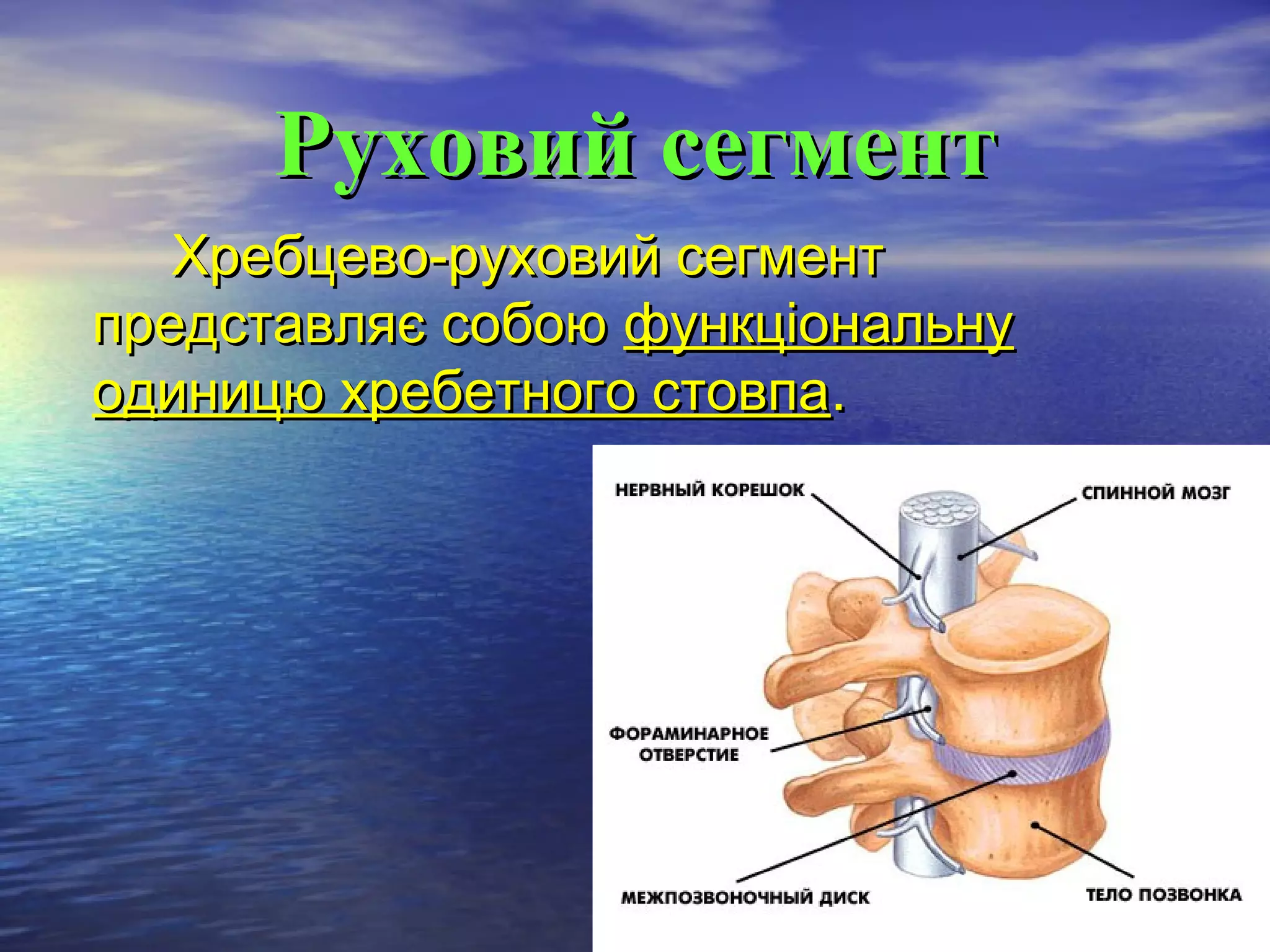 Руховий сегмент
   Хребцево-руховий сегмент
представляє собою функціональну
одиницю хребетного стовпа.
 