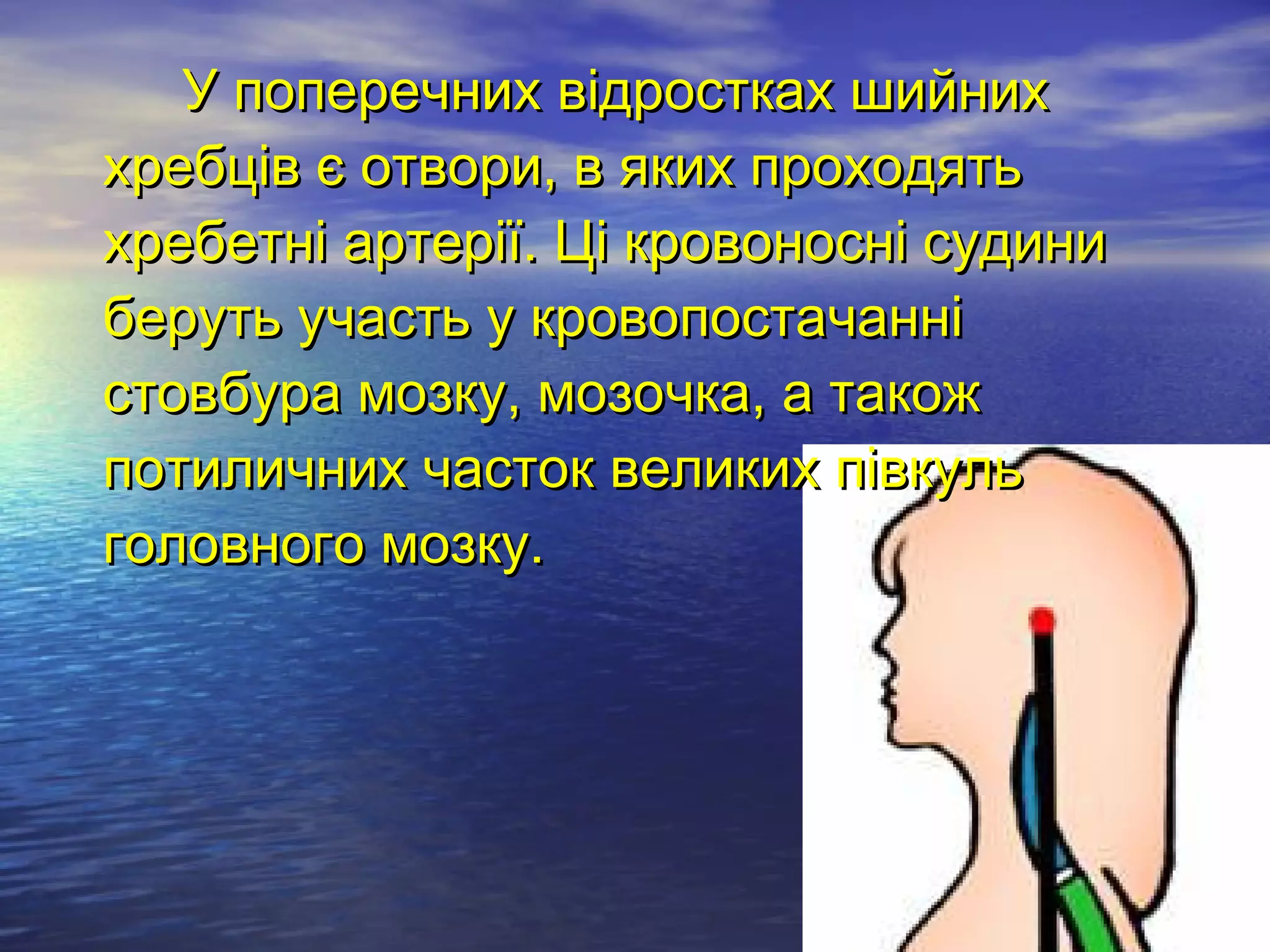 У поперечних відростках шийних
хребців є отвори, в яких проходять
хребетні артерії. Ці кровоносні судини
беруть участь у кровопостачанні
стовбура мозку, мозочка, а також
потиличних часток великих півкуль
головного мозку.
 