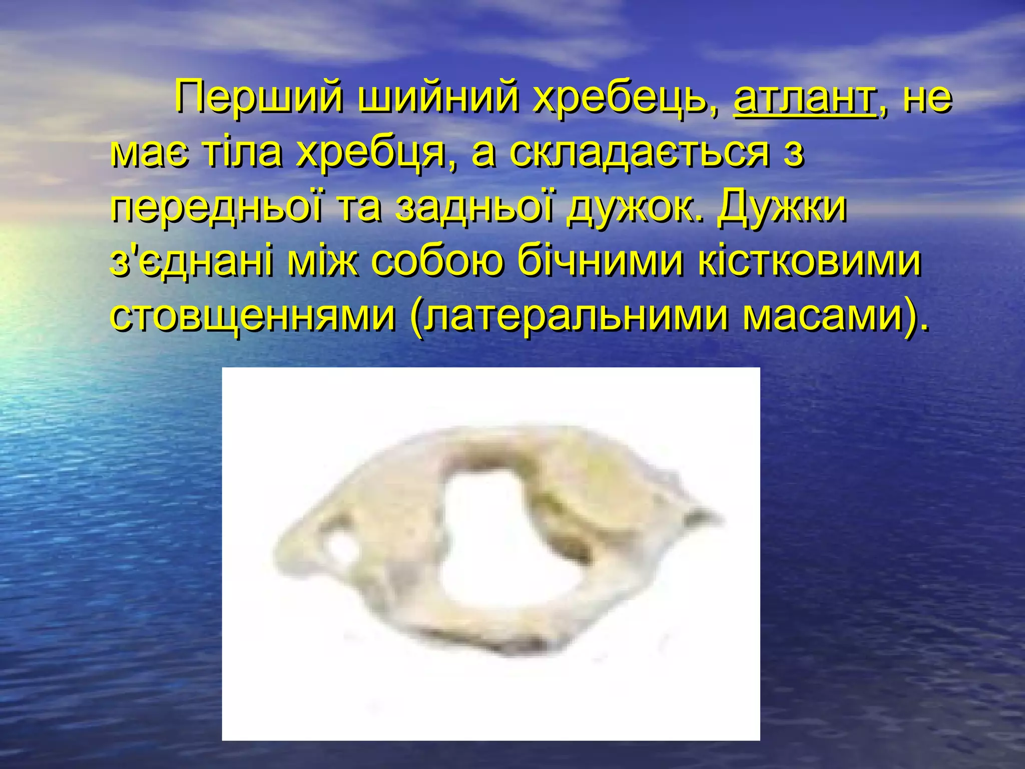 Перший шийний хребець, атлант, не
має тіла хребця, а складається з
передньої та задньої дужок. Дужки
з'єднані між собою бічними кістковими
стовщеннями (латеральними масами).
 