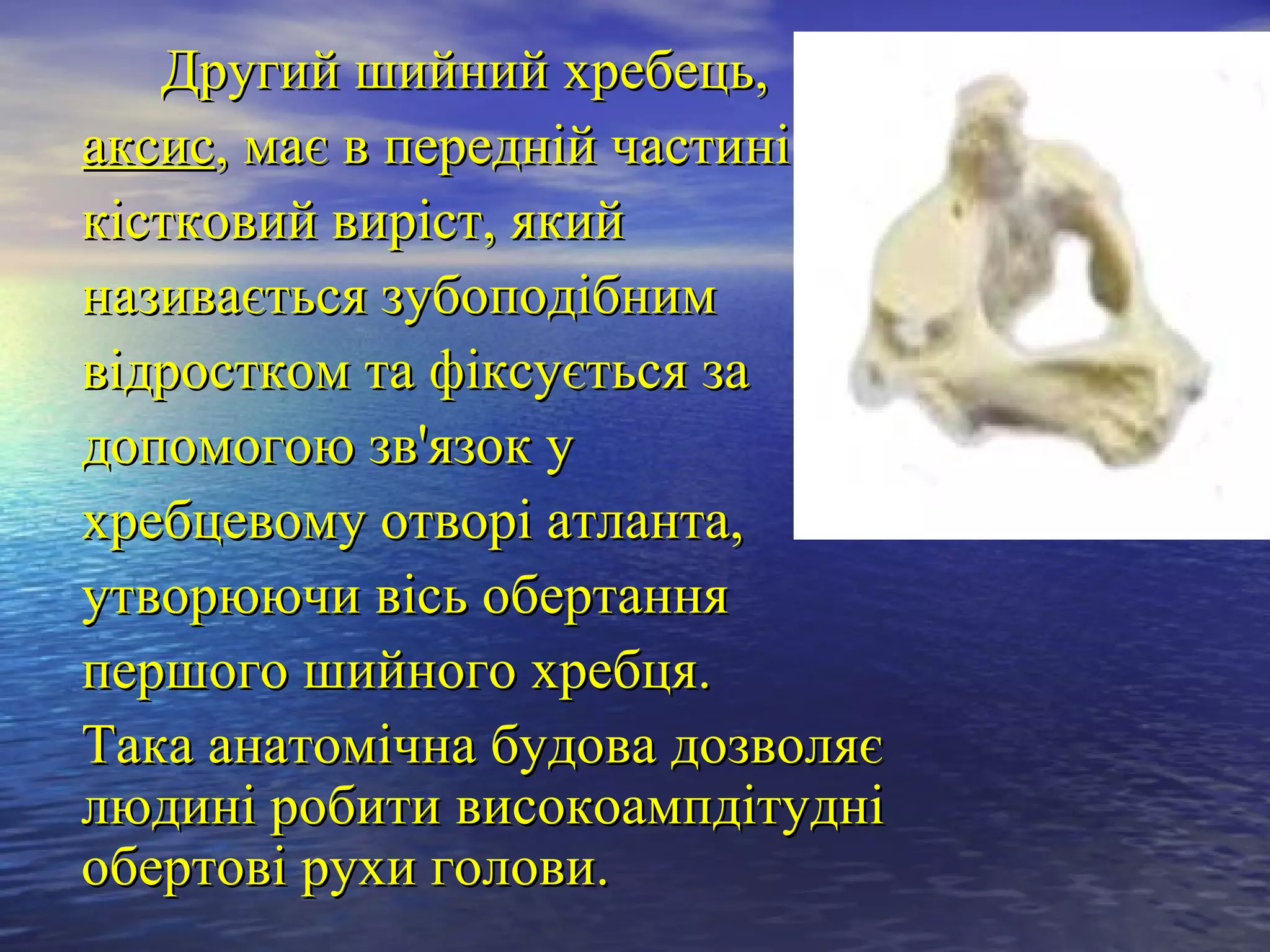 Другий шийний хребець,
аксис, має в передній частині
кістковий виріст, який
називається зубоподібним
відростком та фіксується за
допомогою зв'язок у
хребцевому отворі атланта,
утворюючи вісь обертання
першого шийного хребця.
Така анатомічна будова дозволяє
людині робити високоампдітудні
обертові рухи голови.
 