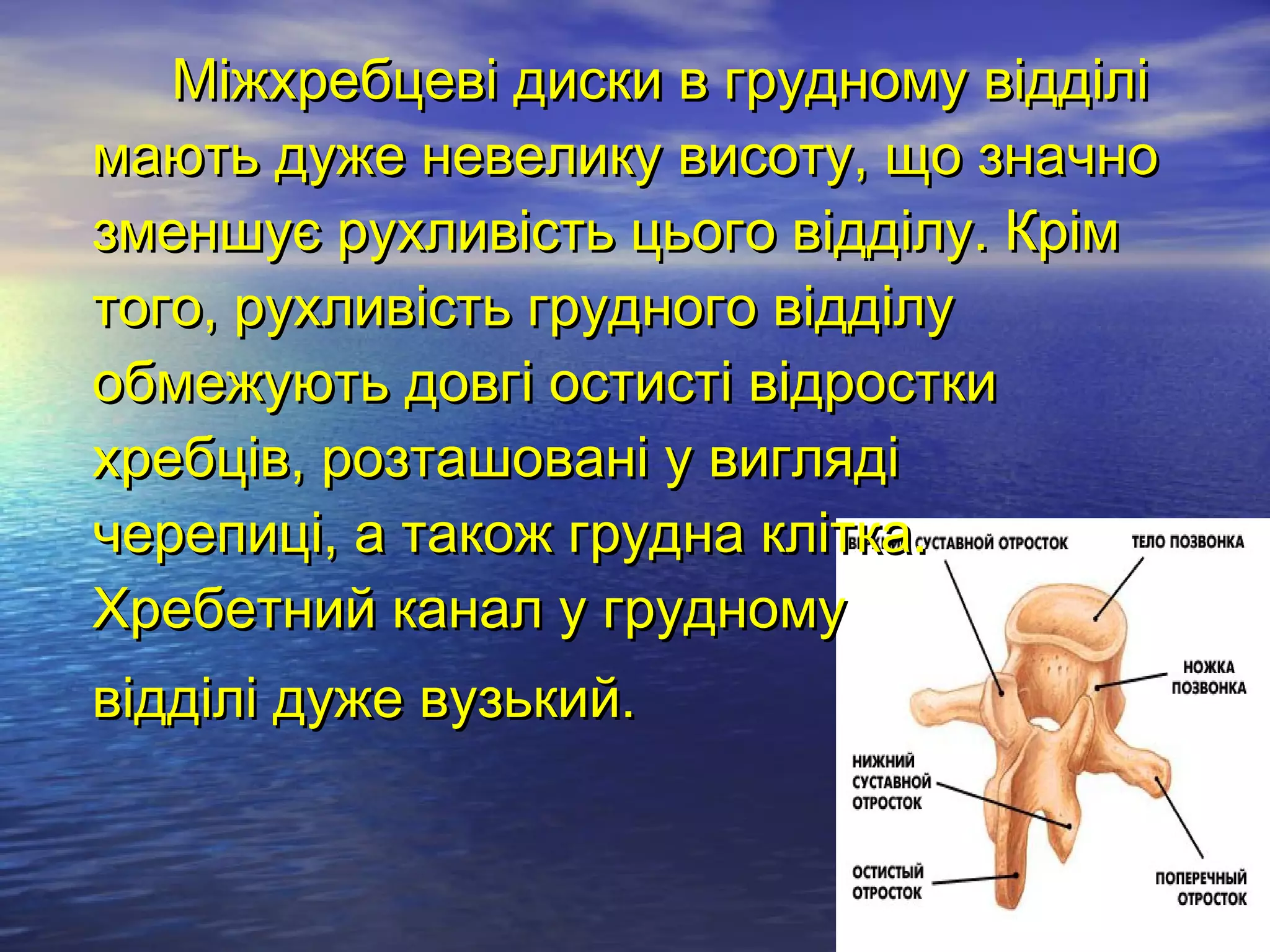 Міжхребцеві диски в грудному відділі
мають дуже невелику висоту, що значно
зменшує рухливість цього відділу. Крім
того, рухливість грудного відділу
обмежують довгі остисті відростки
хребців, розташовані у вигляді
черепиці, а також грудна клітка.
Хребетний канал у грудному
відділі дуже вузький.
 