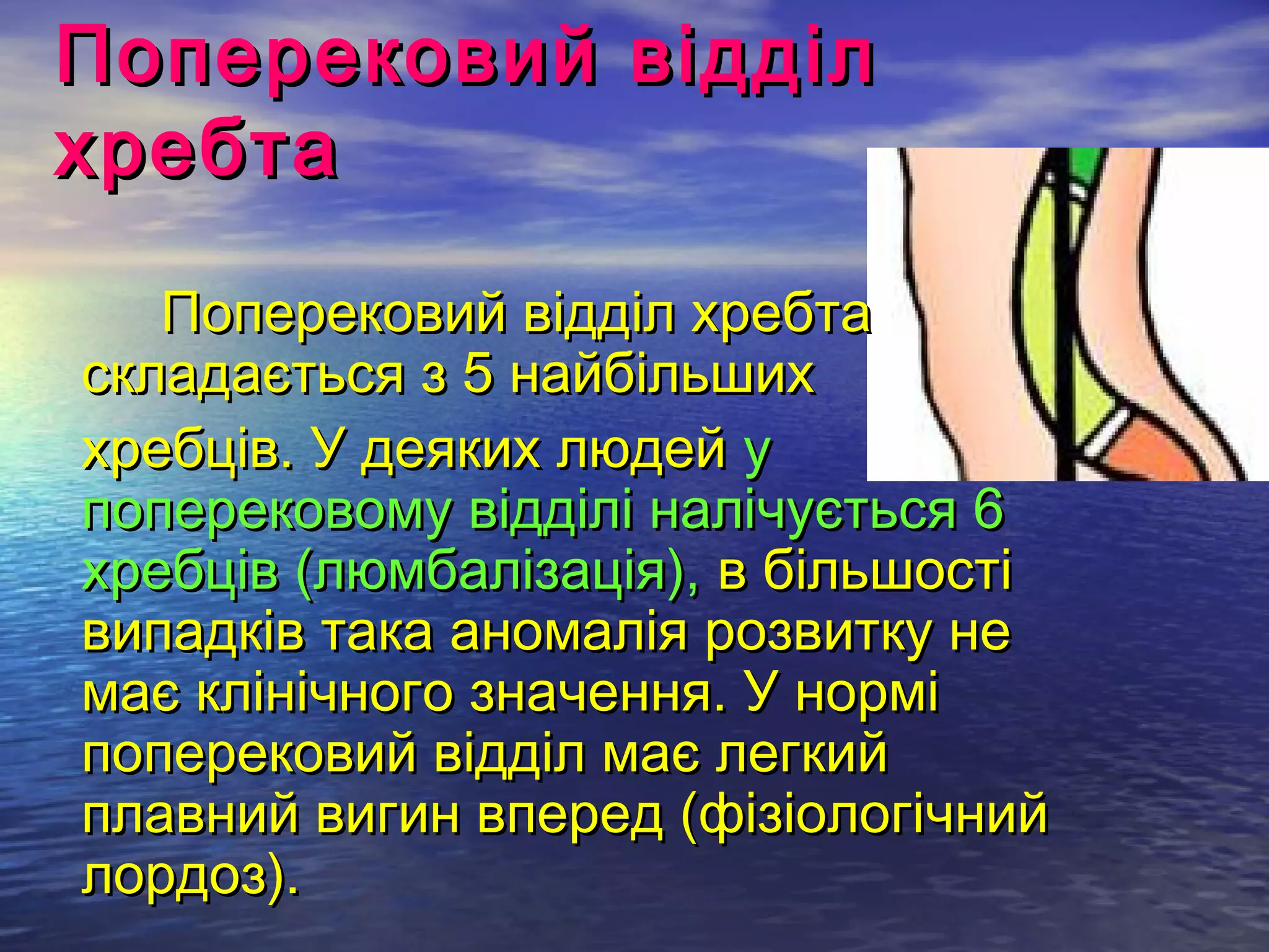 Поперековий відділ
хребта

   Поперековий відділ хребта
складається з 5 найбільших
хребців. У деяких людей у
поперековому відділі налічується 6
хребців (люмбалізація), в більшості
випадків така аномалія розвитку не
має клінічного значення. У нормі
поперековий відділ має легкий
плавний вигин вперед (фізіологічний
лордоз).
 