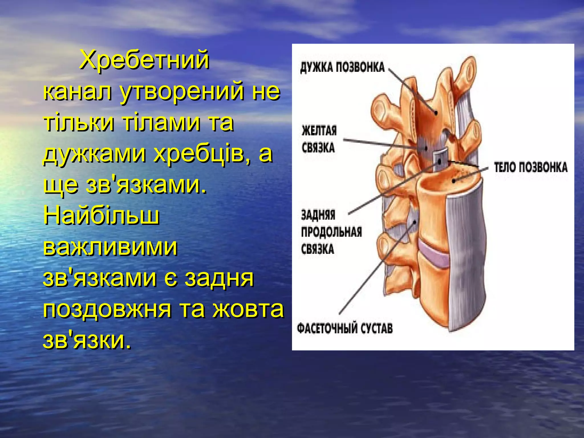 Хребетний
канал утворений не
тільки тілами та
дужками хребців, а
ще зв'язками.
Найбільш
важливими
зв'язками є задня
поздовжня та жовта
зв'язки.
 