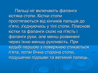стопа | PPT