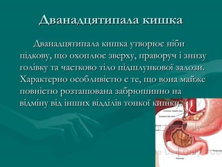 Дванадцятипала кишка
   Дванадцятипала кишка утворює ніби
підкову, що охоплює зверху, праворуч і знизу
голівку та частково тіло підшлункової залози.
Характерно особливістю є те, що вона майже
повністю розташована забрюшинно на
відміну від інших відділів тонкої кишки.
 