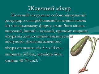 Жовчний міхур
    Жовчний міхур являє собою мішкуватий
резервуар для вироблюваної в печінці жовчі;
він має подовжену форму: один його кінець
широкий, інший – вузький, причому ширина
міхура від дна до шийки зменшується
поступово. Довжина жовчного
міхура становить від 8 до 14 см.,
ширина - 3-5 см., місткість його
досягає 40-70 см.3.
 