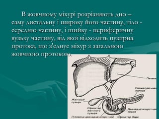 В жовчному міхурі розрізняють дно –
саму дистальну і широку його частину, тіло -
середню частину, і шийку - периферичну
вузьку частину, від якої відходить пузирна
протока, що з'єднує міхур з загальною
жовчною протокою.
 