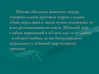 М'язова оболонка жовчного міхура
утворена одним круговим шаром гладких
м'язів, серед яких є також пучки подовжньо та
косо розташованих волокон. М'язовий шар
слабше виражений в області дна та сильніше
- в області шийки, де він безпосередньо
переходить у м'язовий шар пузирної
протоки.
 