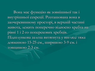 Вона має функцію як зовнішньої так і
внутрішньої секреції. Розташована вона в
заочеревинному просторі, в верхній частині
живота, лежить поперечно відносно хребта на
рівні 1 і 2-го поперекових хребців.
Підшлункова залоза витягнута у вигляді тяжа
довжиною 15-25 см., шириною 3-9 см. і
товщиною 2-3 см.
 