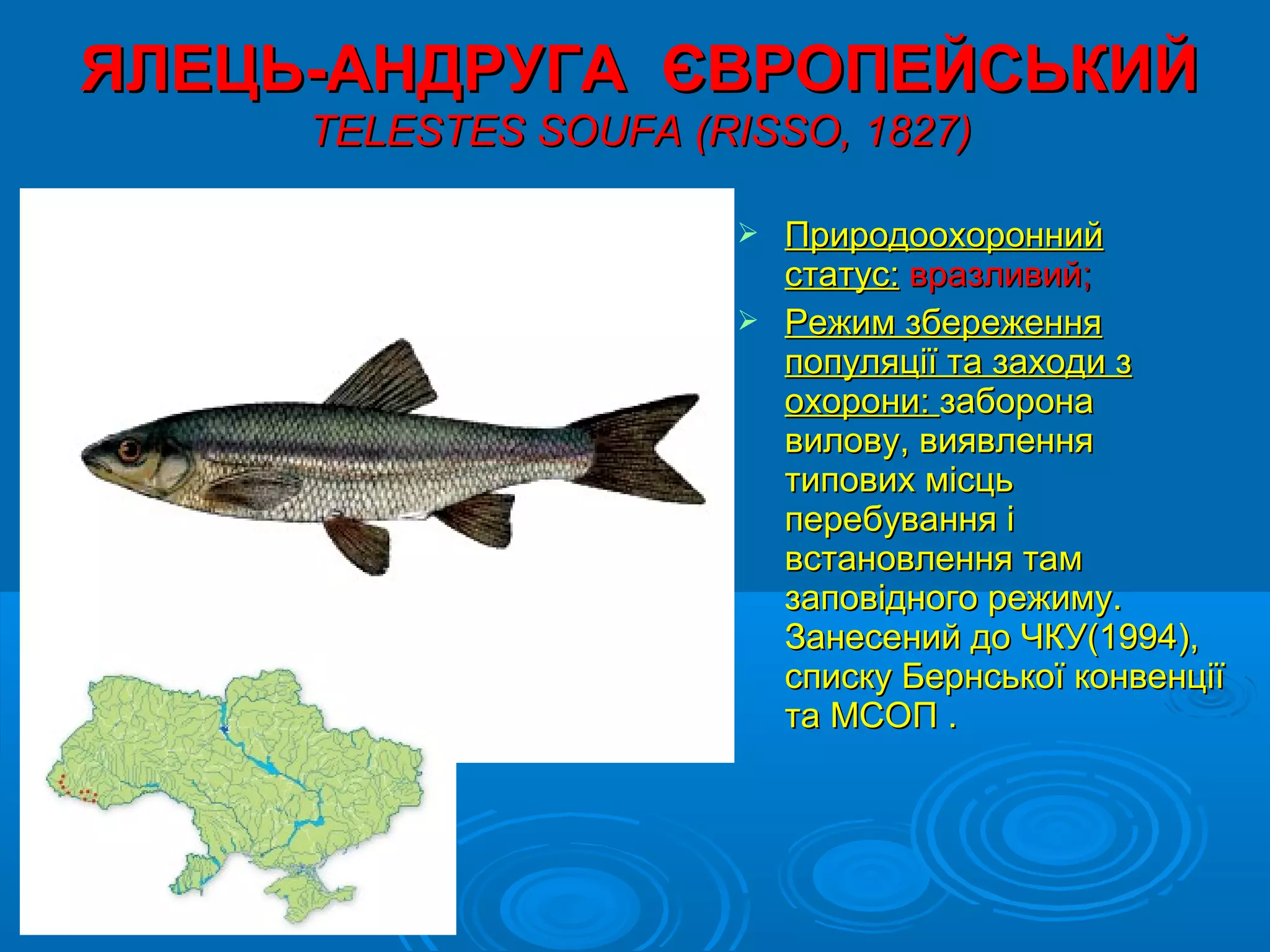 ЯЛЕЦЬ-АНДРУГА ЄВРОПЕЙСЬКИЙ
     TELESTES SOUFA (RISSO, 1827)

                        Природоохоронний
                         статус: вразливий;
                        Режим збереження
                         популяції та заходи з
                         охорони: заборона
                         вилову, виявлення
                         типових місць
                         перебування і
                         встановлення там
                         заповідного режиму.
                         Занесений до ЧКУ(1994),
                         списку Бернської конвенції
                         та МСОП .
 