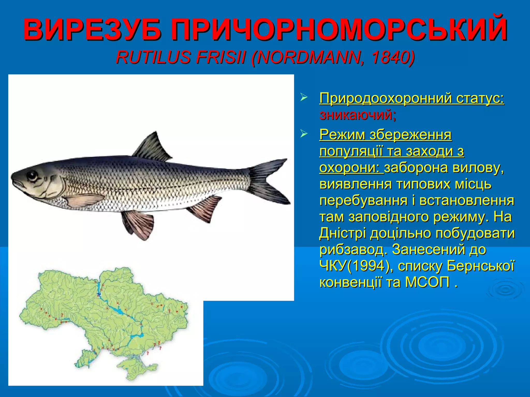 ВИРЕЗУБ ПРИЧОРНОМОРСЬКИЙ
    RUTILUS FRISII (NORDMANN, 1840)

                        Природоохоронний статус:
                         зникаючий;
                        Режим збереження
                         популяції та заходи з
                         охорони: заборона вилову,
                         виявлення типових місць
                         перебування і встановлення
                         там заповідного режиму. На
                         Дністрі доцільно побудовати
                         рибзавод. Занесений до
                         ЧКУ(1994), списку Бернської
                         конвенції та МСОП .
 