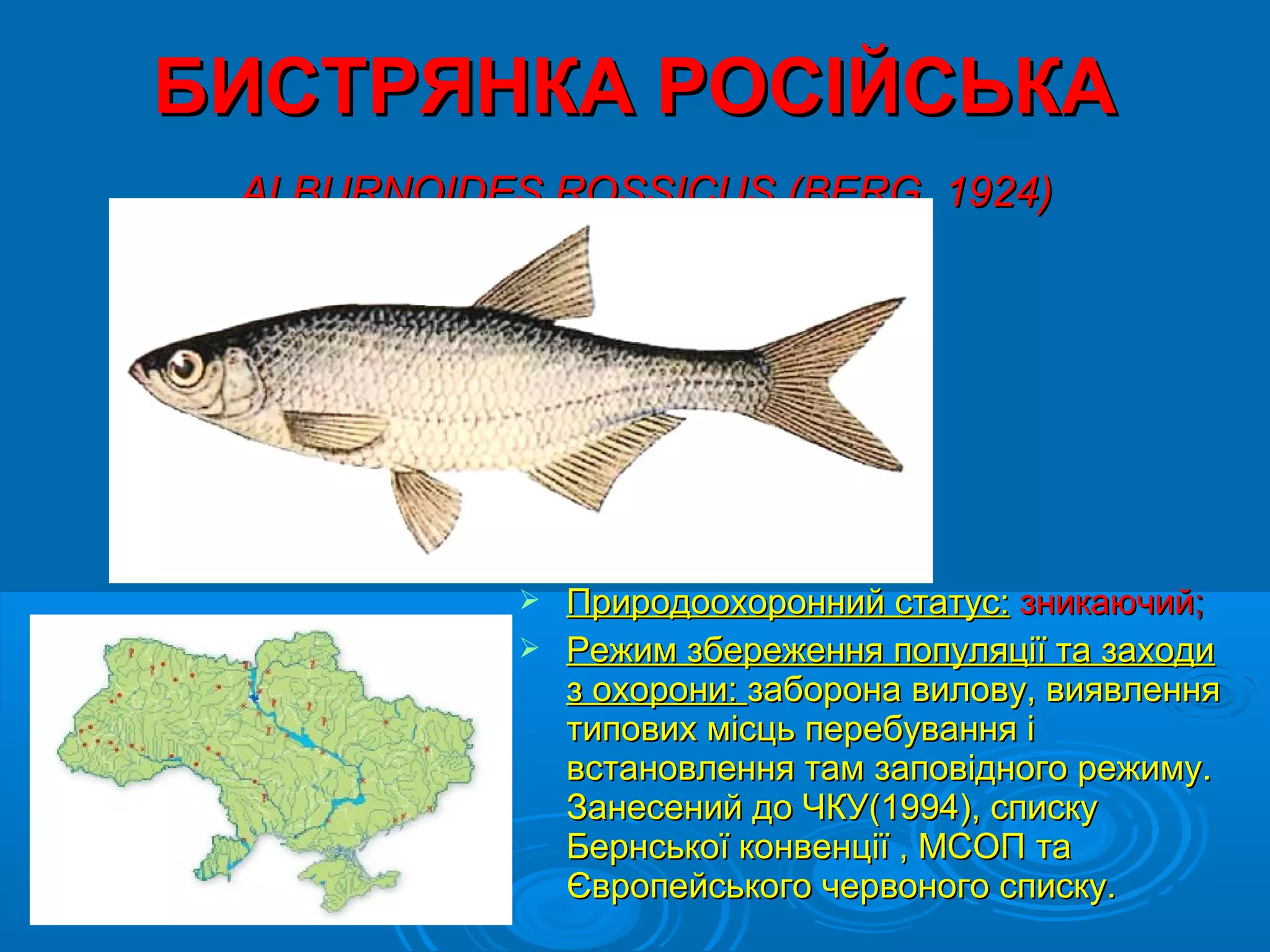 БИСТРЯНКА РОСІЙСЬКА
 ALBURNOIDES ROSSICUS (BERG, 1924)




             Природоохоронний статус: зникаючий;
             Режим збереження популяції та заходи
              з охорони: заборона вилову, виявлення
              типових місць перебування і
              встановлення там заповідного режиму.
              Занесений до ЧКУ(1994), списку
              Бернської конвенції , МСОП та
              Європейського червоного списку.
 