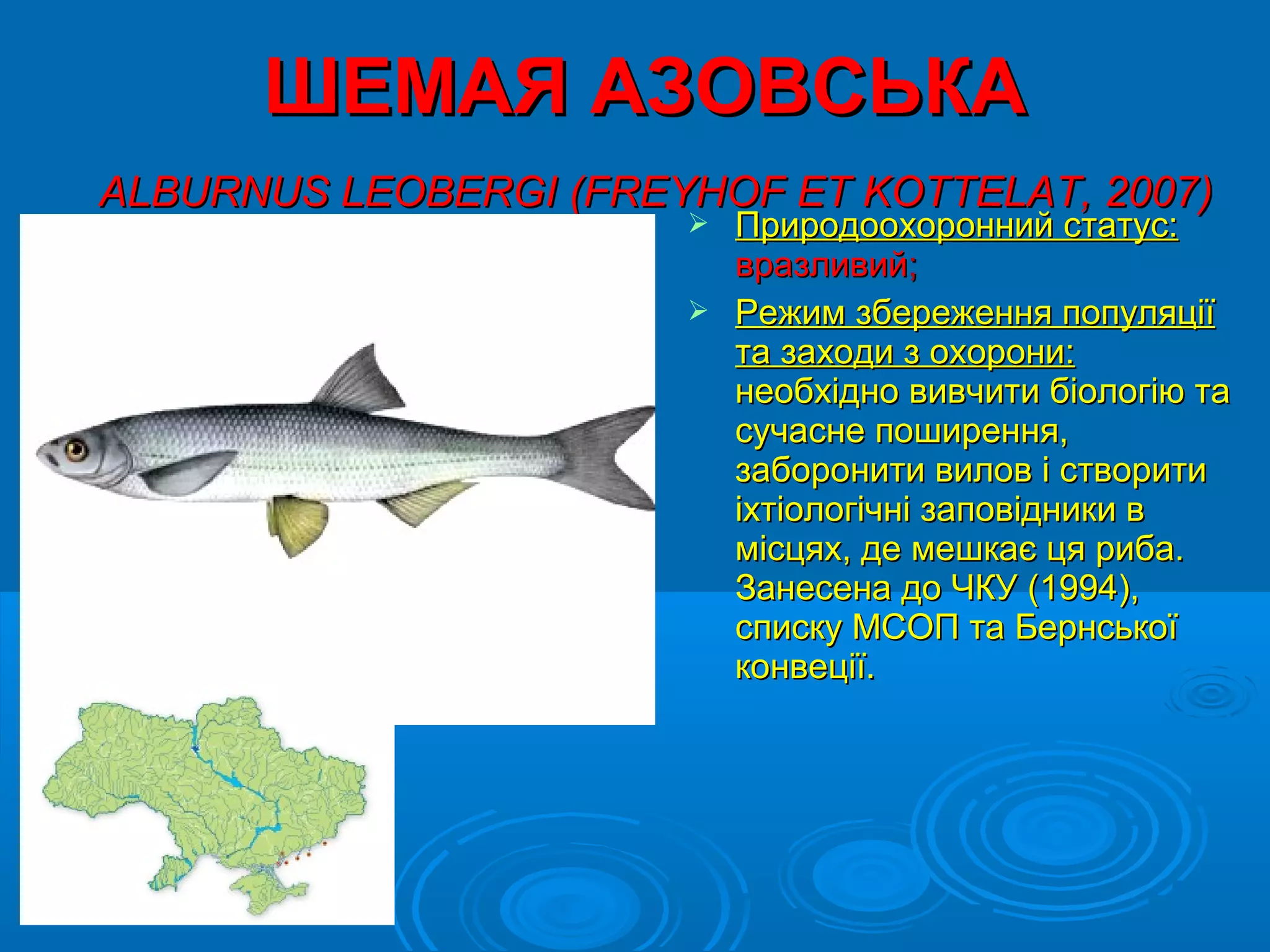 ШЕМАЯ АЗОВСЬКА
АLBURNUS LEOBERGI (FREYHOF ET KOTTELAT, 2007)
                        Природоохоронний статус:
                         вразливий;
                        Режим збереження популяції
                         та заходи з охорони:
                         необхідно вивчити біологію та
                         сучасне поширення,
                         заборонити вилов і створити
                         іхтіологічні заповідники в
                         місцях, де мешкає ця риба.
                         Занесена до ЧКУ (1994),
                         списку МСОП та Бернської
                         конвеції.
 