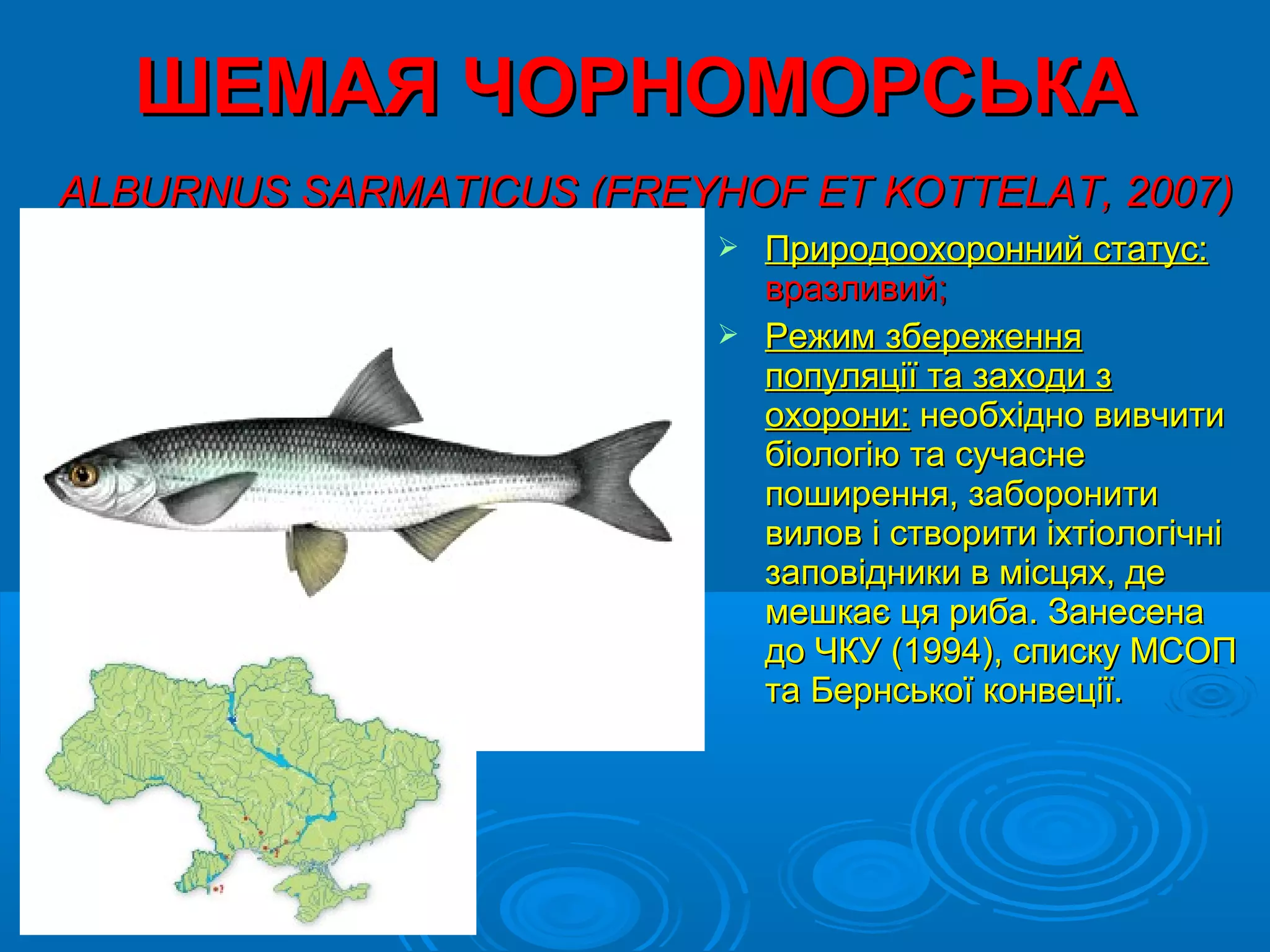 ШЕМАЯ ЧОРНОМОРСЬКА
АLBURNUS SARMATICUS (FREYHOF ET KOTTELAT, 2007)
                           Природоохоронний статус:
                            вразливий;
                           Режим збереження
                            популяції та заходи з
                            охорони: необхідно вивчити
                            біологію та сучасне
                            поширення, заборонити
                            вилов і створити іхтіологічні
                            заповідники в місцях, де
                            мешкає ця риба. Занесена
                            до ЧКУ (1994), списку МСОП
                            та Бернської конвеції.
 