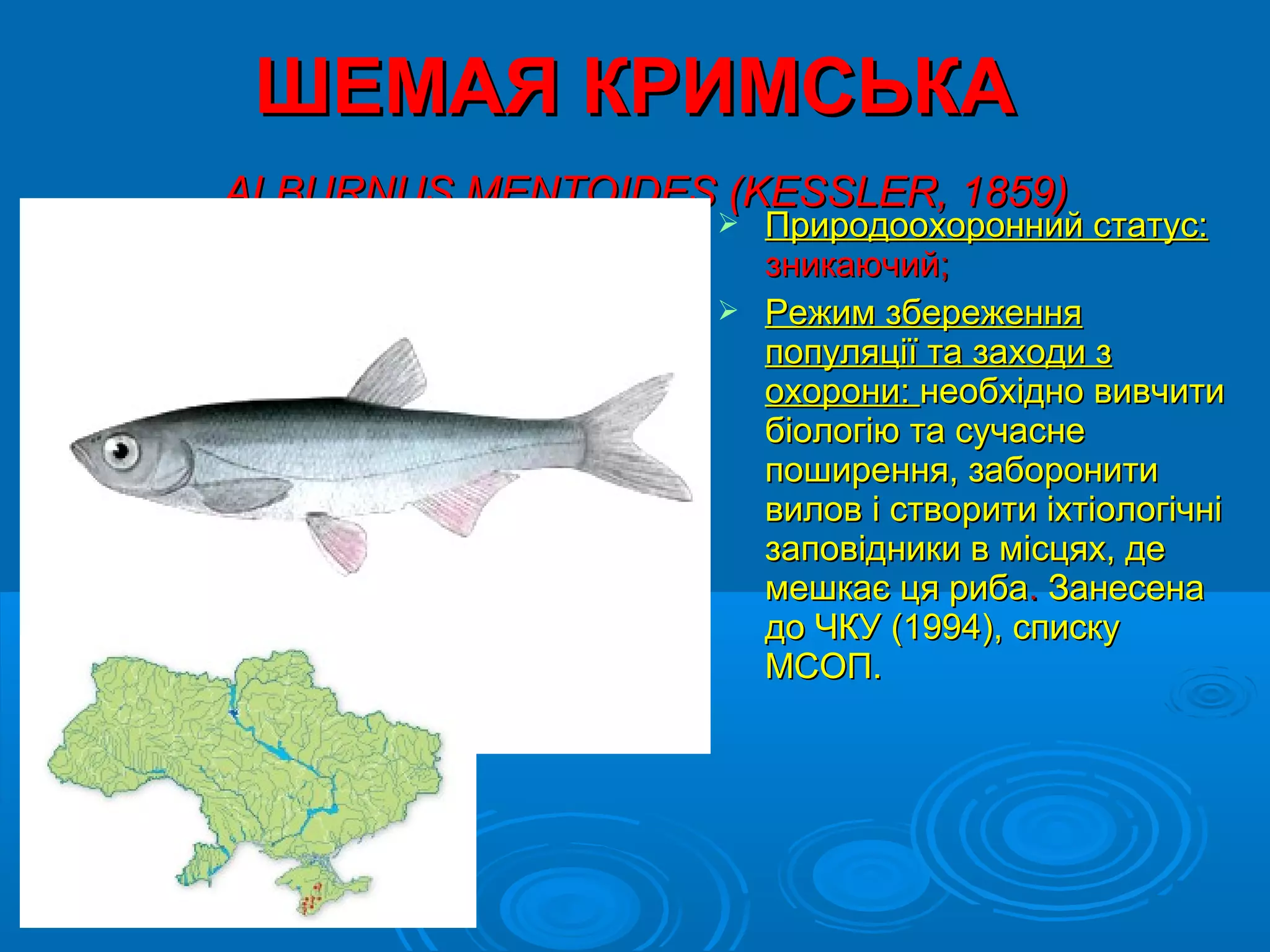 ШЕМАЯ КРИМСЬКА
АLBURNUS MENTOIDES (KESSLER, 1859)
                    Природоохоронний статус:
                     зникаючий;
                    Режим збереження
                     популяції та заходи з
                     охорони: необхідно вивчити
                     біологію та сучасне
                     поширення, заборонити
                     вилов і створити іхтіологічні
                     заповідники в місцях, де
                     мешкає ця риба. Занесена
                     до ЧКУ (1994), списку
                     МСОП.
 