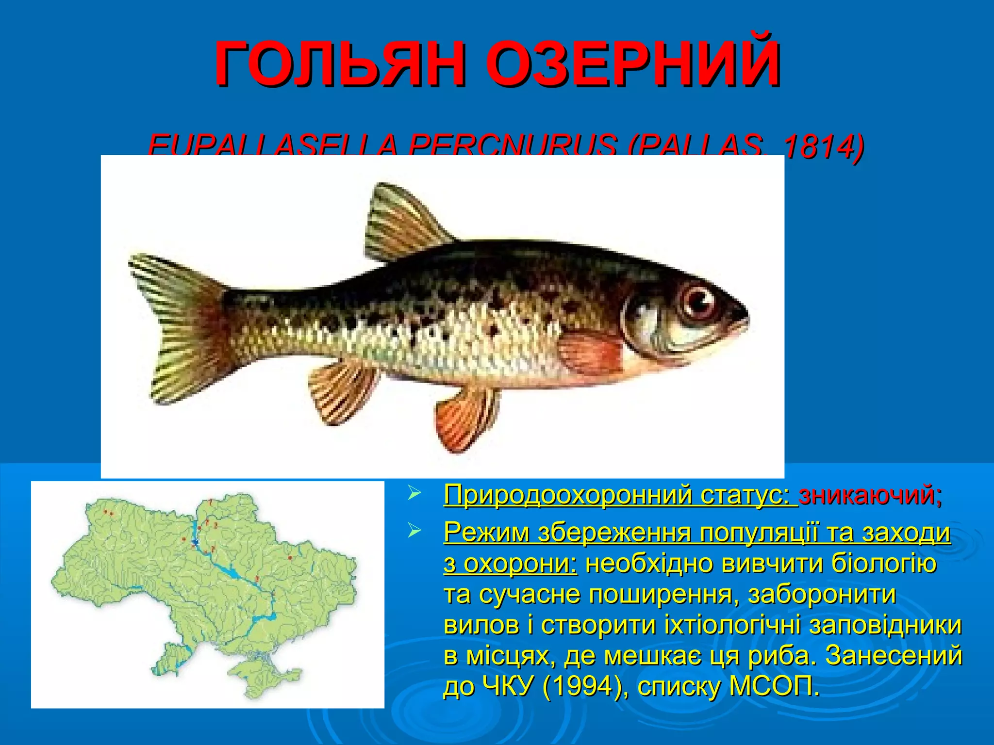 ГОЛЬЯН ОЗЕРНИЙ
EUPALLASELLA PERСNURUS (PALLAS, 1814)




              Природоохоронний статус: зникаючий;
              Режим збереження популяції та заходи
               з охорони: необхідно вивчити біологію
               та сучасне поширення, заборонити
               вилов і створити іхтіологічні заповідники
               в місцях, де мешкає ця риба. Занесений
               до ЧКУ (1994), списку МСОП.
 