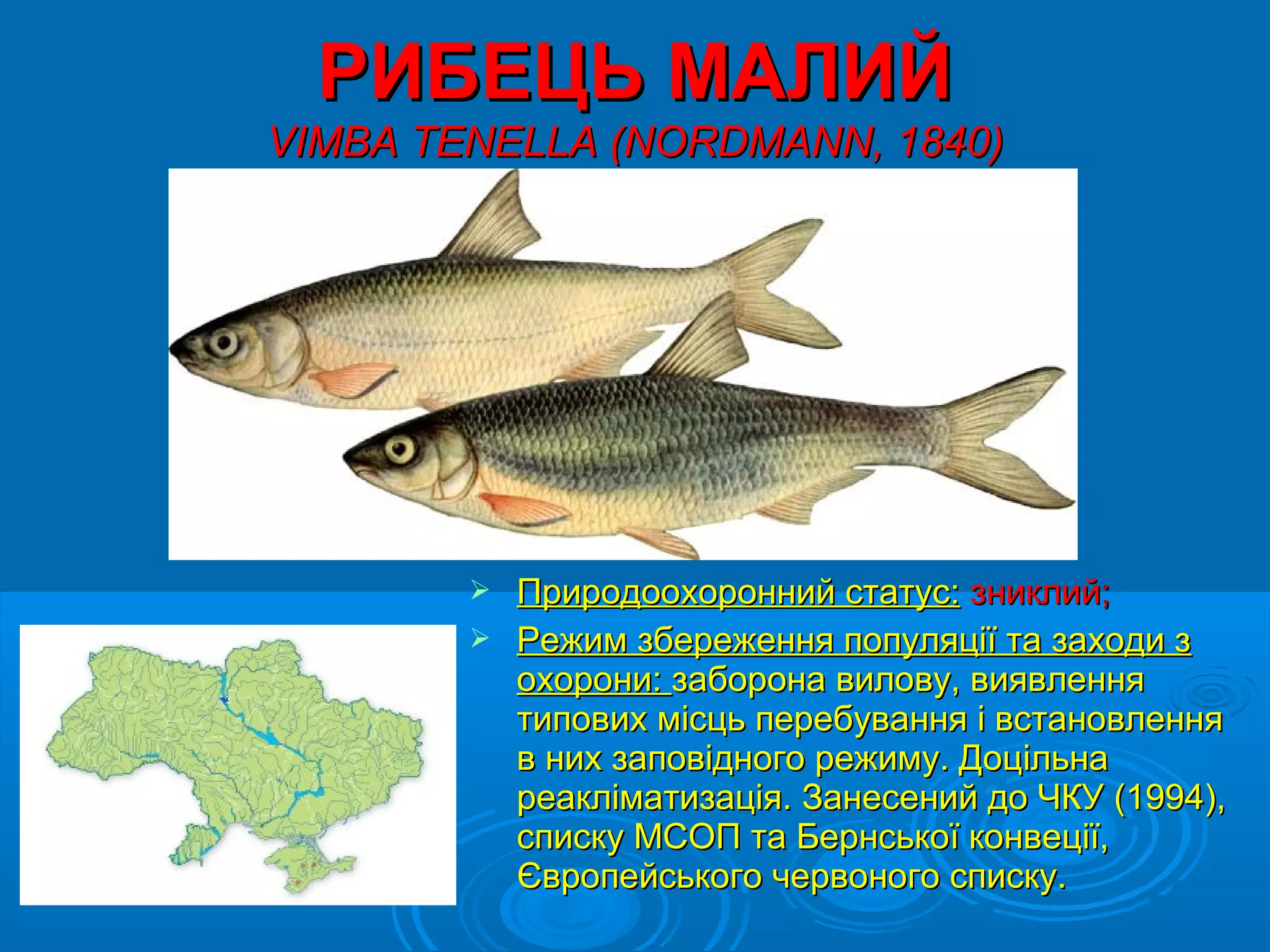 РИБЕЦЬ МАЛИЙ
VIMBA TENELLA (NORDMANN, 1840)




         Природоохоронний статус: зниклий;
         Режим збереження популяції та заходи з
          охорони: заборона вилову, виявлення
          типових місць перебування і встановлення
          в них заповідного режиму. Доцільна
          реакліматизація. Занесений до ЧКУ (1994),
          списку МСОП та Бернської конвеції,
          Європейського червоного списку.
 