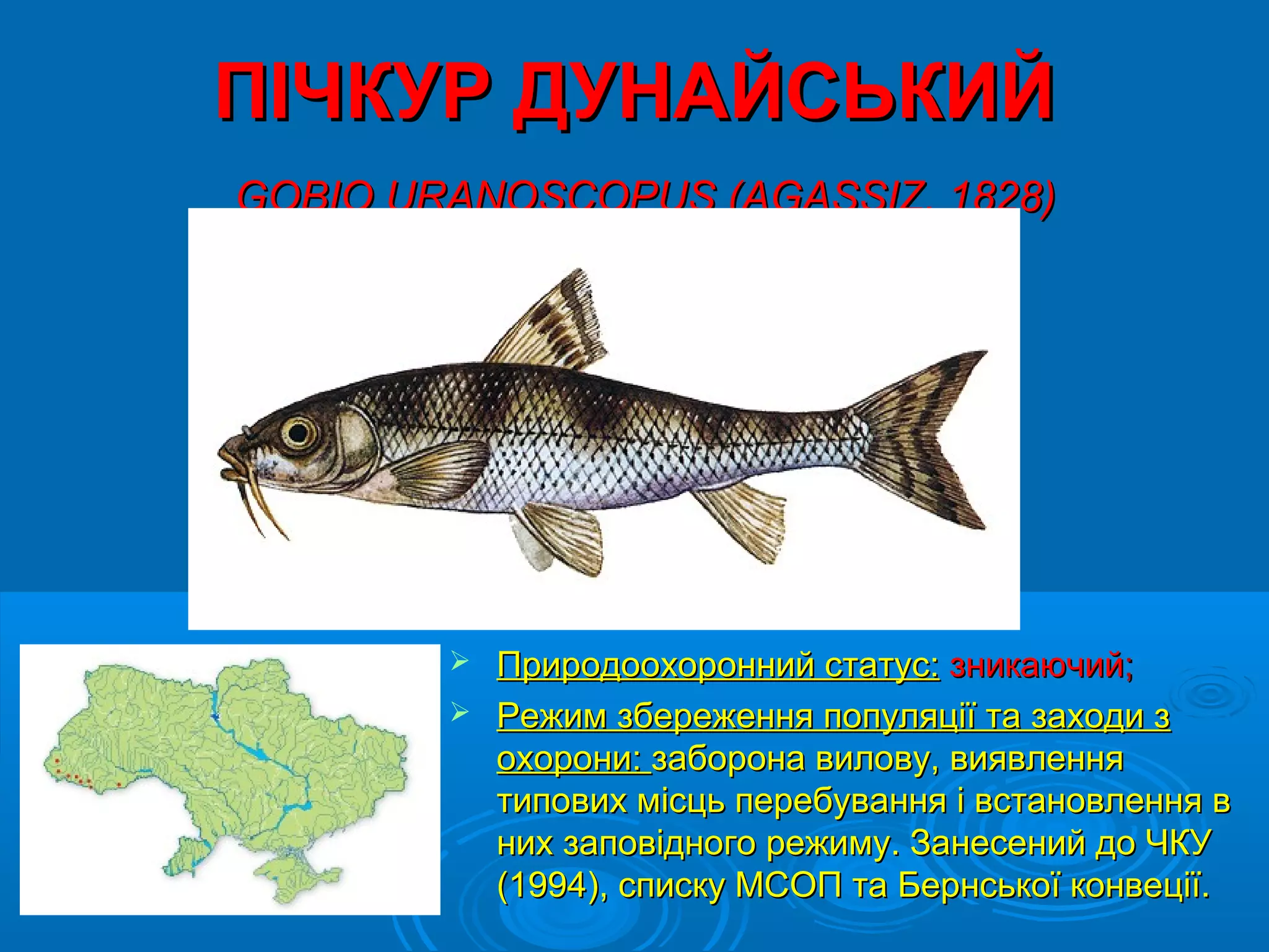 ПІЧКУР ДУНАЙСЬКИЙ
GOBIO URANOSCOPUS (AGASSIZ, 1828)




         Природоохоронний статус: зникаючий;
         Режим збереження популяції та заходи з
          охорони: заборона вилову, виявлення
          типових місць перебування і встановлення в
          них заповідного режиму. Занесений до ЧКУ
          (1994), списку МСОП та Бернської конвеції.
 
