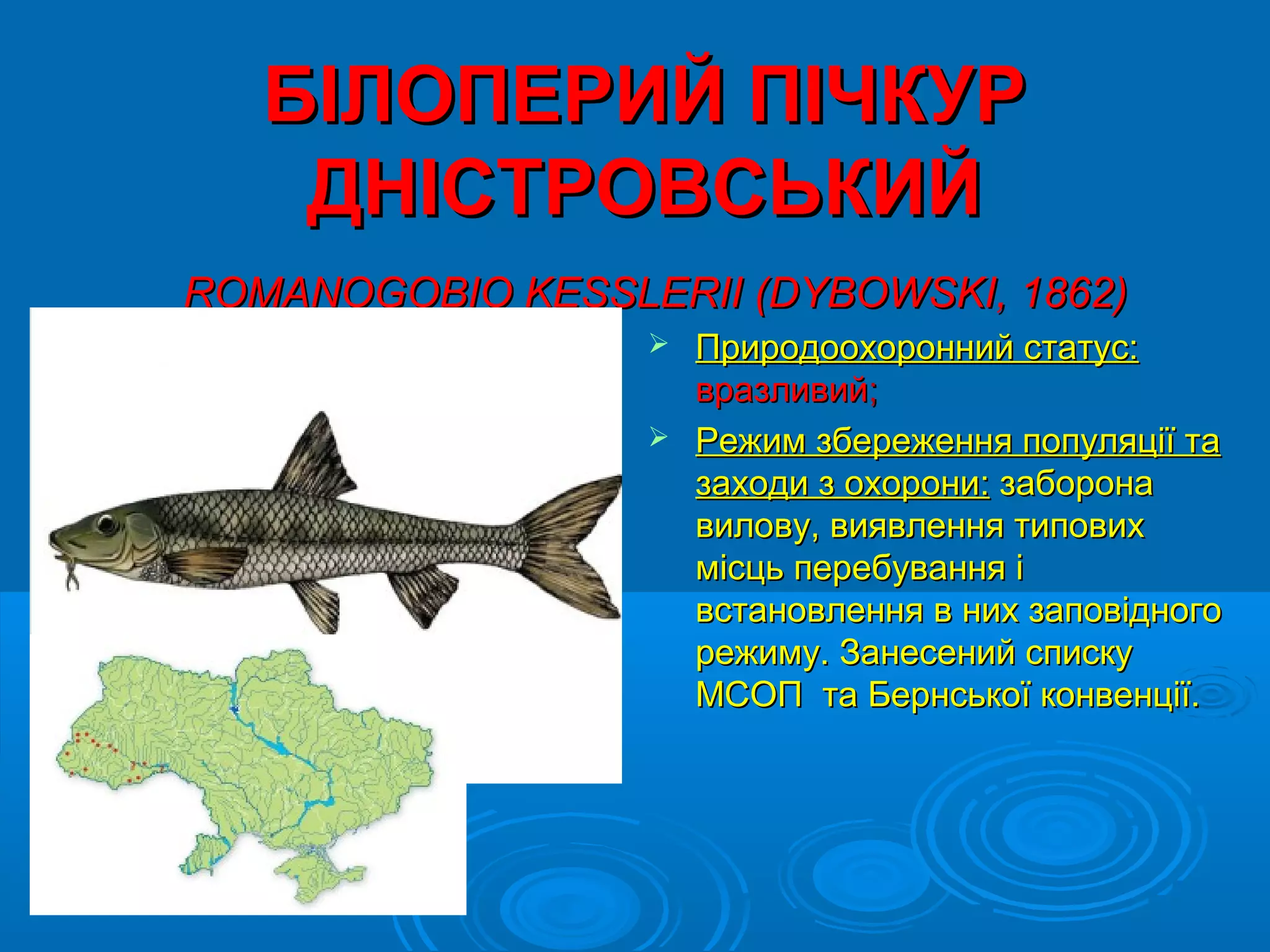 БІЛОПЕРИЙ ПІЧКУР
    ДНІСТРОВСЬКИЙ
ROMANOGOBIO KESSLERII (DYBOWSKI, 1862)
                   Природоохоронний статус:
                    вразливий;
                   Режим збереження популяції та
                    заходи з охорони: заборона
                    вилову, виявлення типових
                    місць перебування і
                    встановлення в них заповідного
                    режиму. Занесений списку
                    МСОП та Бернської конвенції.
 