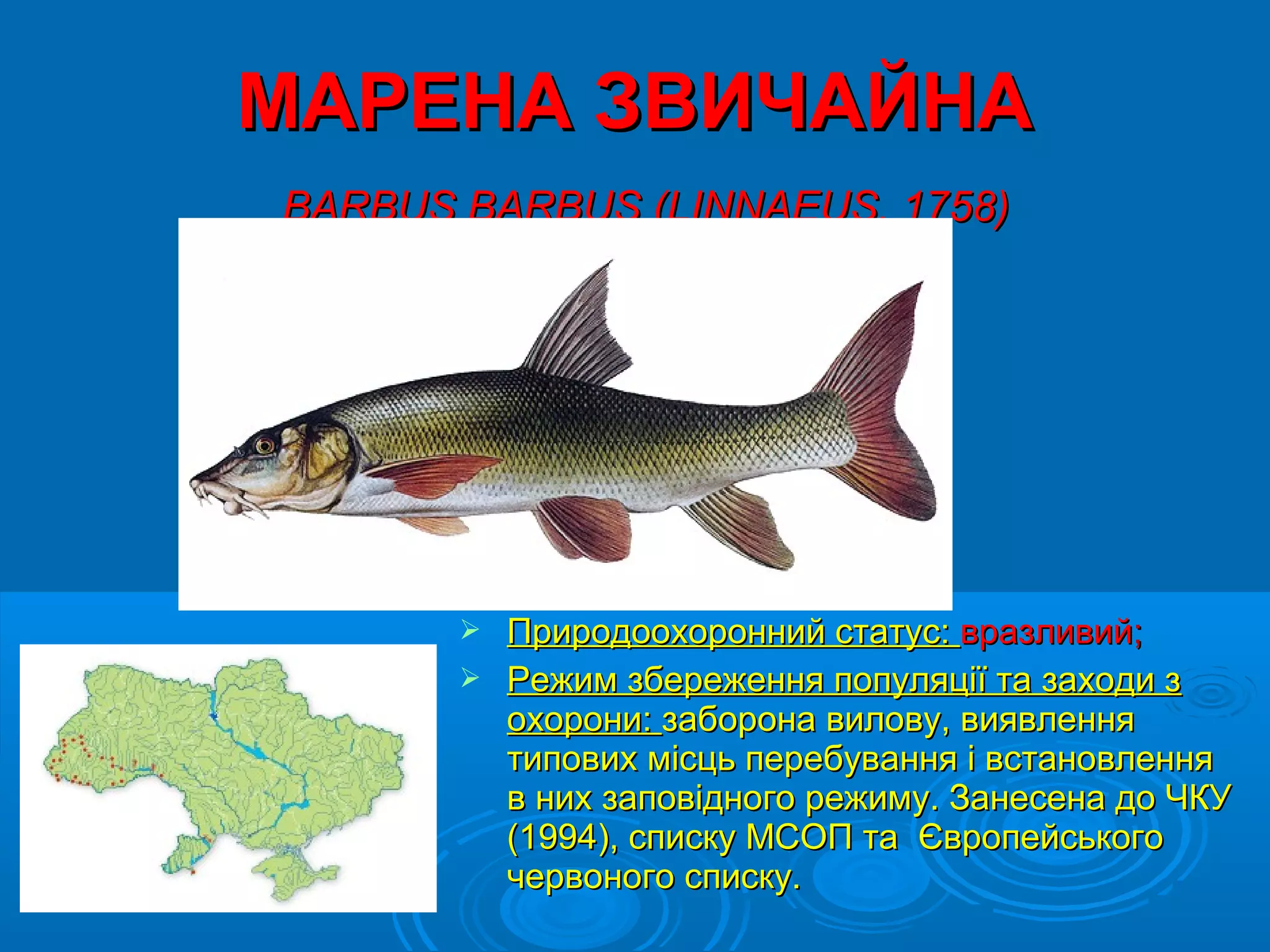 МАРЕНА ЗВИЧАЙНА
BARBUS BARBUS (LINNAEUS, 1758)




        Природоохоронний статус: вразливий;
        Режим збереження популяції та заходи з
         охорони: заборона вилову, виявлення
         типових місць перебування і встановлення
         в них заповідного режиму. Занесена до ЧКУ
         (1994), списку МСОП та Європейського
         червоного списку.
 