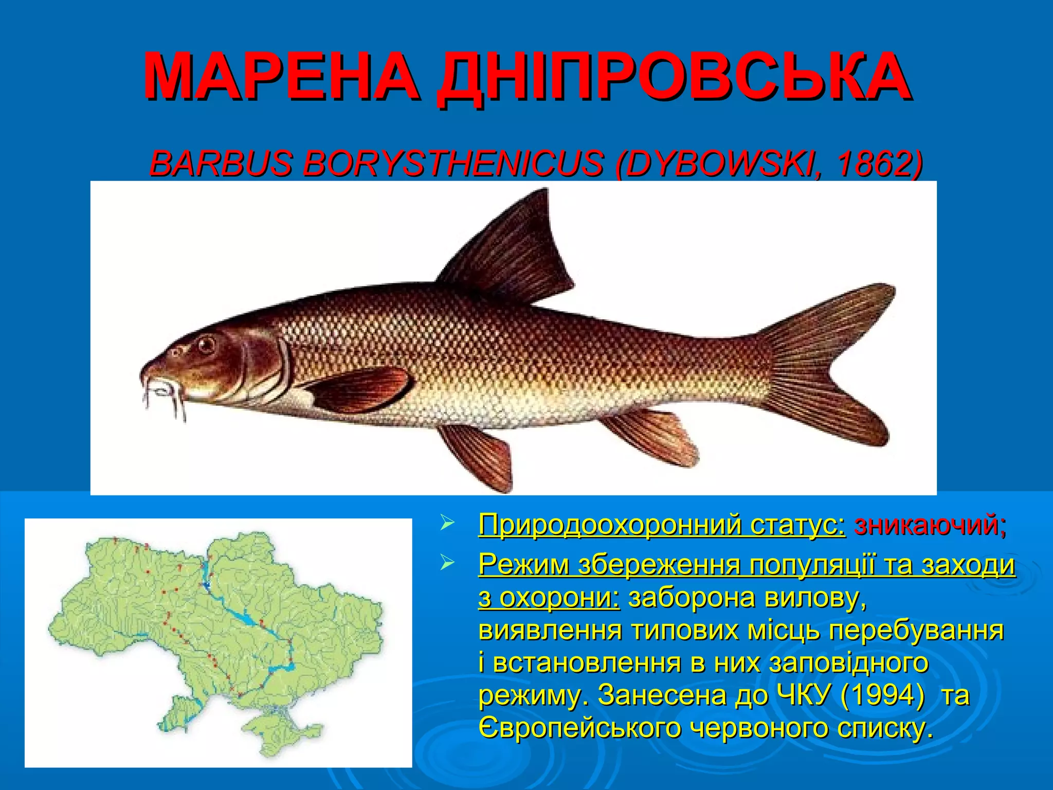 МАРЕНА ДНІПРОВСЬКА
BARBUS BORYSTHENICUS (DYBOWSKI, 1862)




              Природоохоронний статус: зникаючий;
              Режим збереження популяції та заходи
               з охорони: заборона вилову,
               виявлення типових місць перебування
               і встановлення в них заповідного
               режиму. Занесена до ЧКУ (1994) та
               Європейського червоного списку.
 