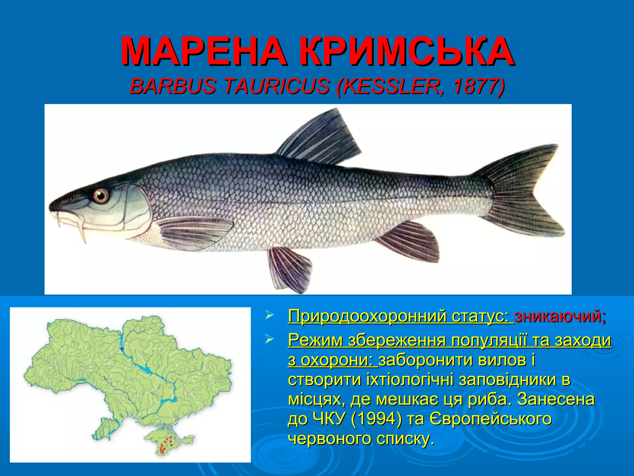 МАРЕНА КРИМСЬКА
BARBUS TAURICUS (KESSLER, 1877)




            Природоохоронний статус: зникаючий;
            Режим збереження популяції та заходи
             з охорони: заборонити вилов і
             створити іхтіологічні заповідники в
             місцях, де мешкає ця риба. Занесена
             до ЧКУ (1994) та Європейського
             червоного списку.
 