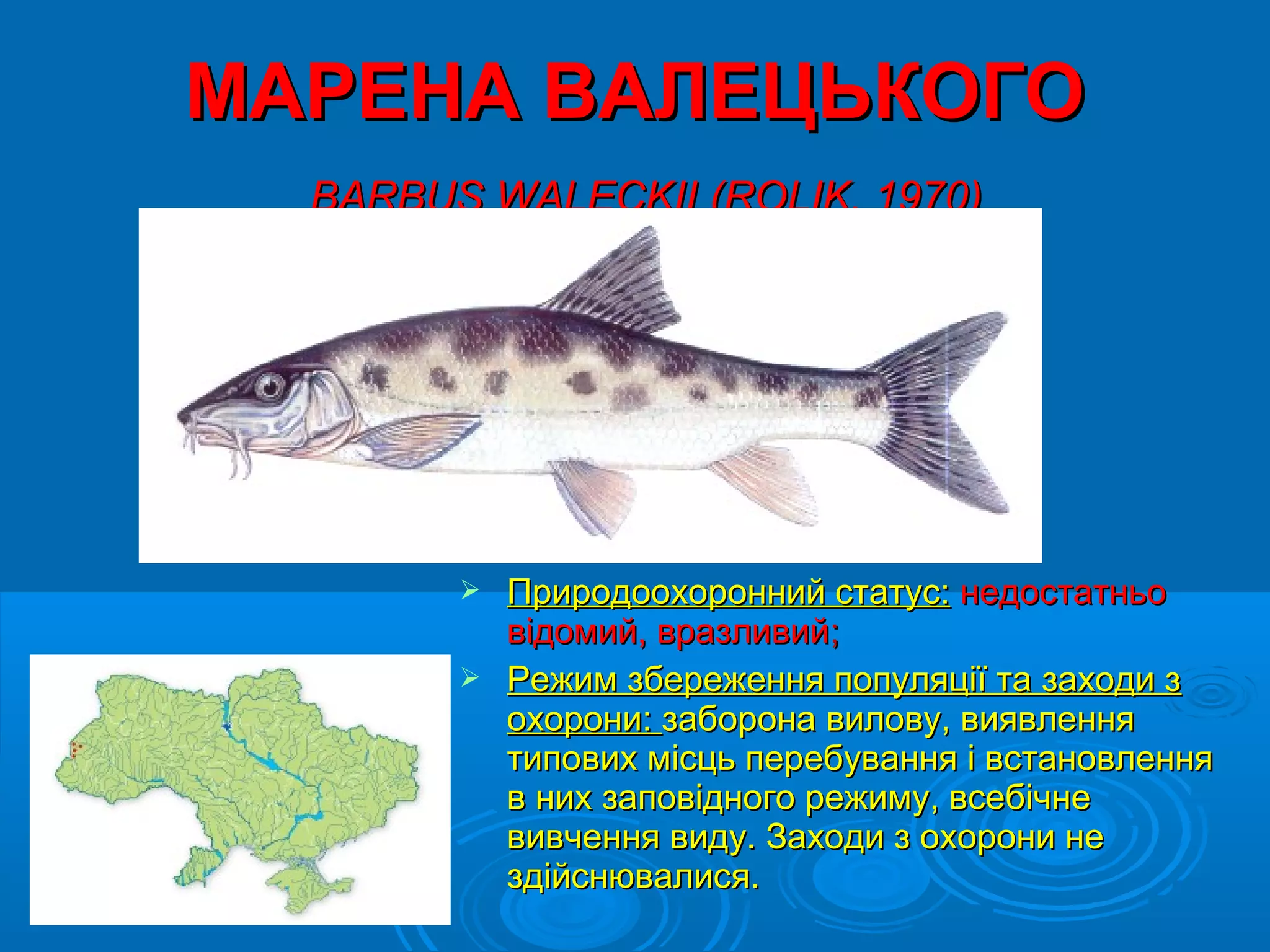 МАРЕНА ВАЛЕЦЬКОГО
  BARBUS WALECKII (ROLIK, 1970)




         Природоохоронний статус: недостатньо
          відомий, вразливий;
         Режим збереження популяції та заходи з
          охорони: заборона вилову, виявлення
          типових місць перебування і встановлення
          в них заповідного режиму, всебічне
          вивчення виду. Заходи з охорони не
          здійснювалися.
 