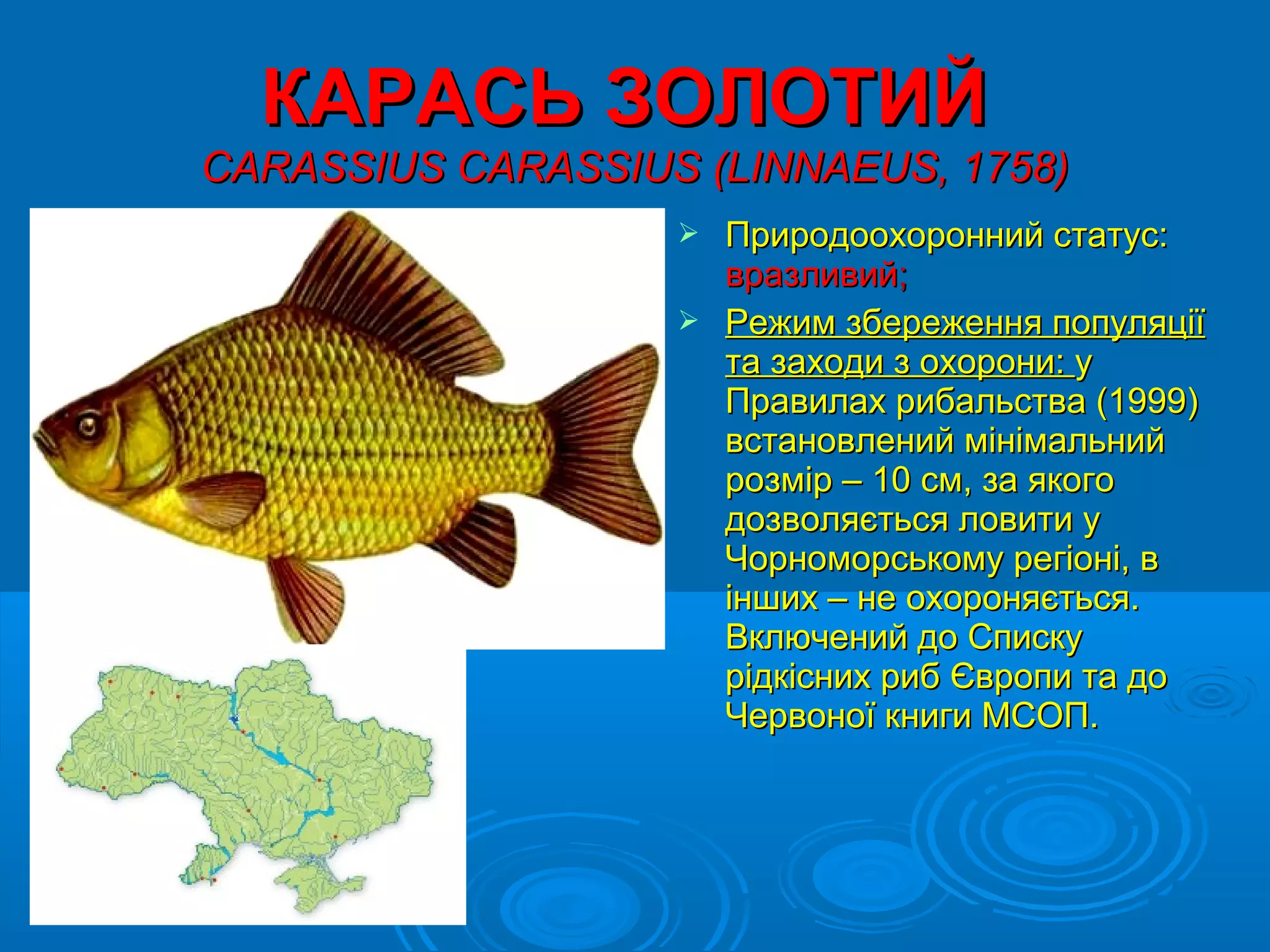 КАРАСЬ ЗОЛОТИЙ
CARASSIUS CARASSIUS (LINNAEUS, 1758)
                    Природоохоронний статус:
                     вразливий;
                    Режим збереження популяції
                     та заходи з охорони: у
                     Правилах рибальства (1999)
                     встановлений мінімальний
                     розмір – 10 см, за якого
                     дозволяється ловити у
                     Чорноморському регіоні, в
                     інших – не охороняється.
                     Включений до Списку
                     рідкісних риб Європи та до
                     Червоної книги МСОП.
 