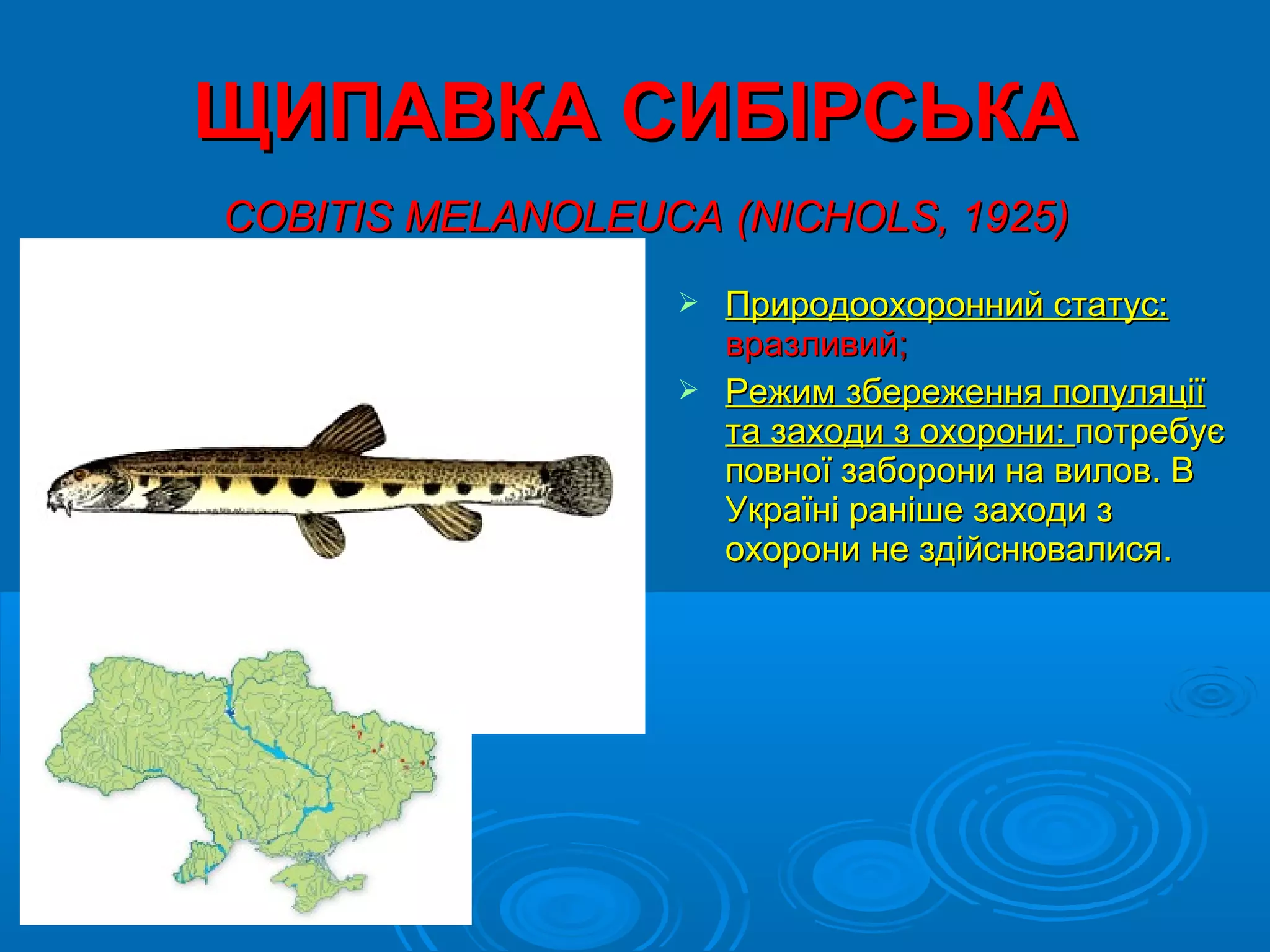 ЩИПАВКА СИБІРСЬКА
COBITIS MELANOLEUCA (NICHOLS, 1925)
                   Природоохоронний статус:
                    вразливий;
                   Режим збереження популяції
                    та заходи з охорони: потребує
                    повної заборони на вилов. В
                    Україні раніше заходи з
                    охорони не здійснювалися.
 