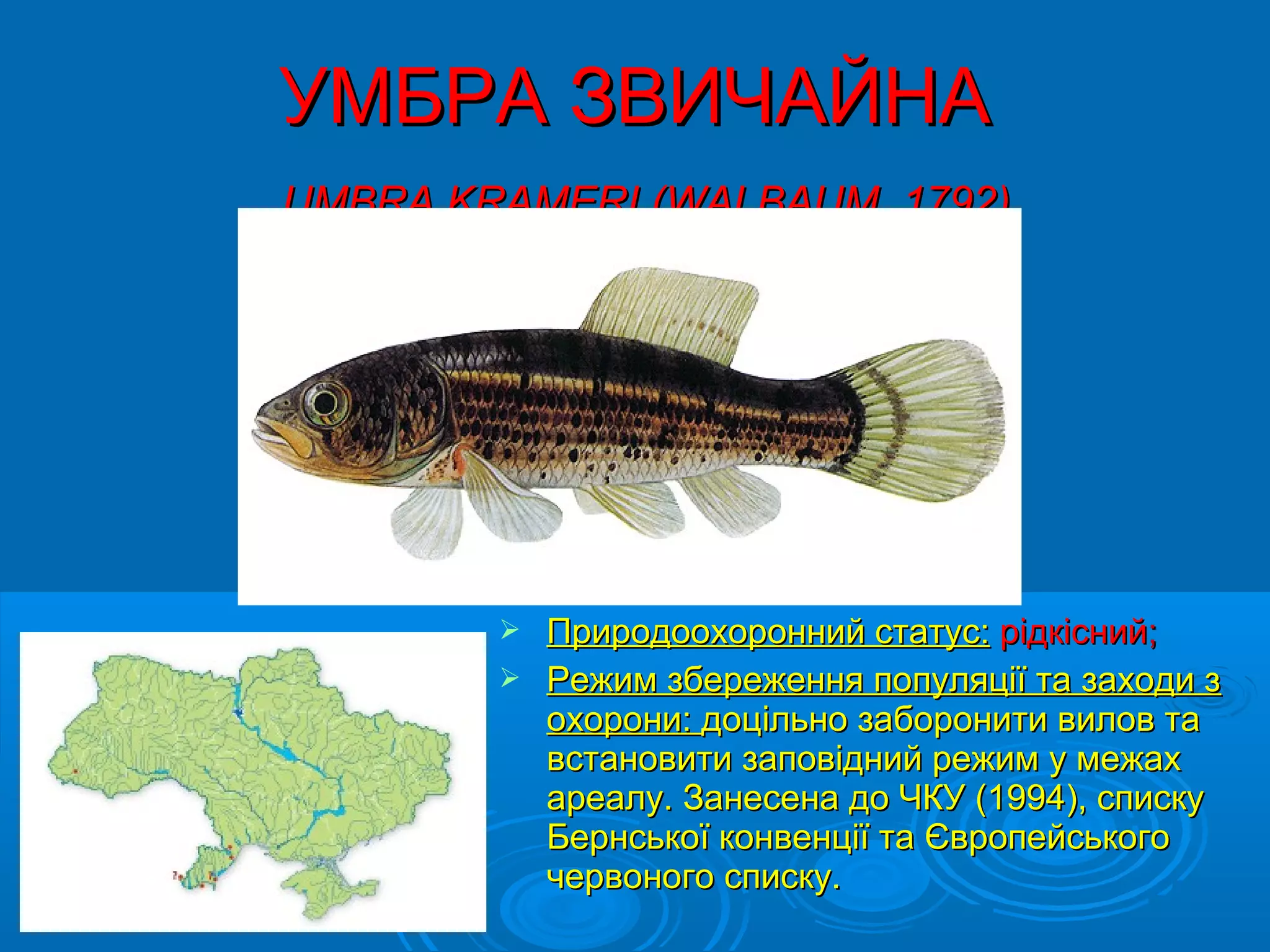 УМБРА ЗВИЧАЙНА
UMBRA KRAMERI (WALBAUM, 1792)




         Природоохоронний статус: рідкісний;
         Режим збереження популяції та заходи з
          охорони: доцільно заборонити вилов та
          встановити заповідний режим у межах
          ареалу. Занесена до ЧКУ (1994), списку
          Бернської конвенції та Європейського
          червоного списку.
 