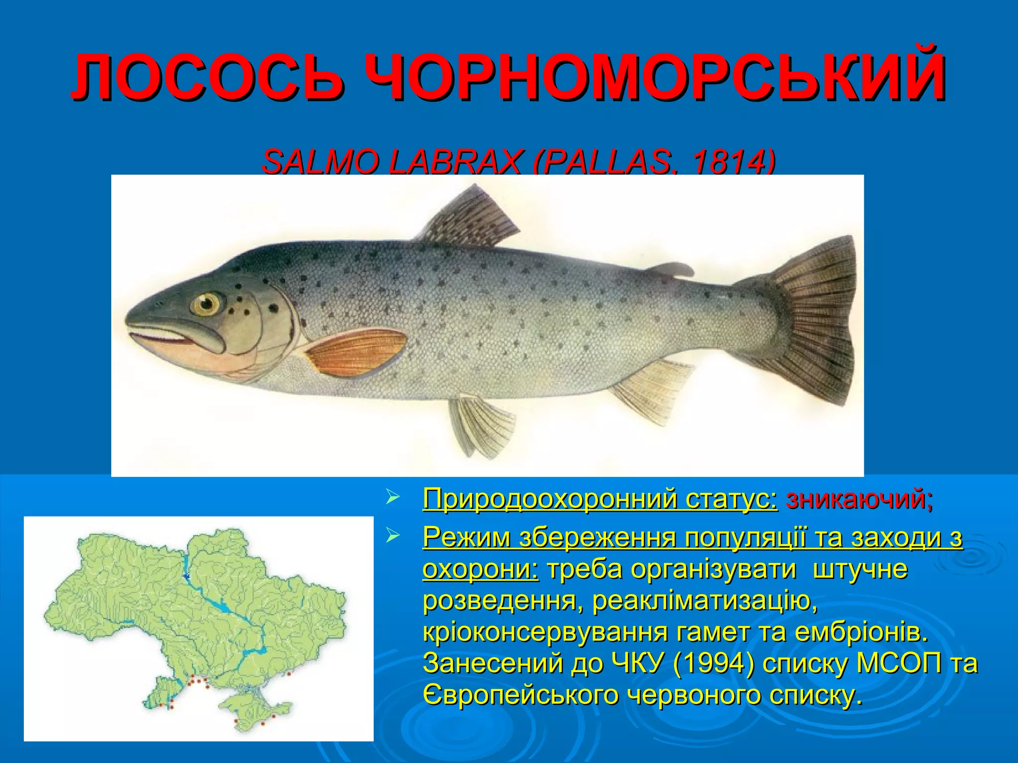 ЛОСОСЬ ЧОРНОМОРСЬКИЙ
    SALMO LABRAX (PALLAS, 1814)




           Природоохоронний статус: зникаючий;
           Режим збереження популяції та заходи з
            охорони: треба організувати штучне
            розведення, реакліматизацію,
            кріоконсервування гамет та ембріонів.
            Занесений до ЧКУ (1994) списку МСОП та
            Європейського червоного списку.
 