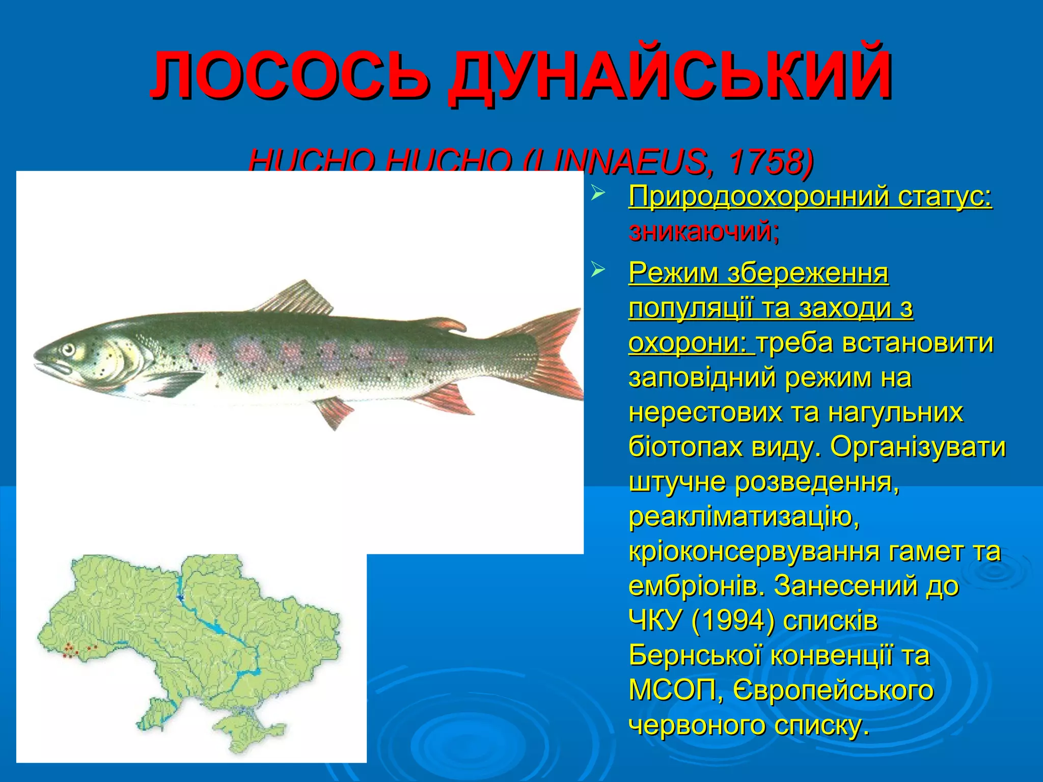 ЛОСОСЬ ДУНАЙСЬКИЙ
  НUСHО HUСHО (LINNAEUS, 1758)
                   Природоохоронний статус:
                    зникаючий;
                   Режим збереження
                    популяції та заходи з
                    охорони: треба встановити
                    заповідний режим на
                    нерестових та нагульних
                    біотопах виду. Організувати
                    штучне розведення,
                    реакліматизацію,
                    кріоконсервування гамет та
                    ембріонів. Занесений до
                    ЧКУ (1994) списків
                    Бернської конвенції та
                    МСОП, Європейського
                    червоного списку.
 