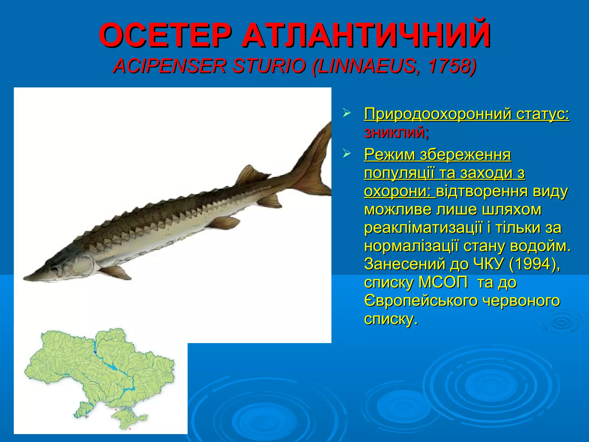 ОСЕТЕР АТЛАНТИЧНИЙ
ACIPENSER STURIO (LINNAEUS, 1758)

                     Природоохоронний статус:
                      зниклий;
                     Режим збереження
                      популяції та заходи з
                      охорони: відтворення виду
                      можливе лише шляхом
                      реакліматизації і тільки за
                      нормалізації стану водойм.
                      Занесений до ЧКУ (1994),
                      списку МСОП та до
                      Європейського червоного
                      списку.
 