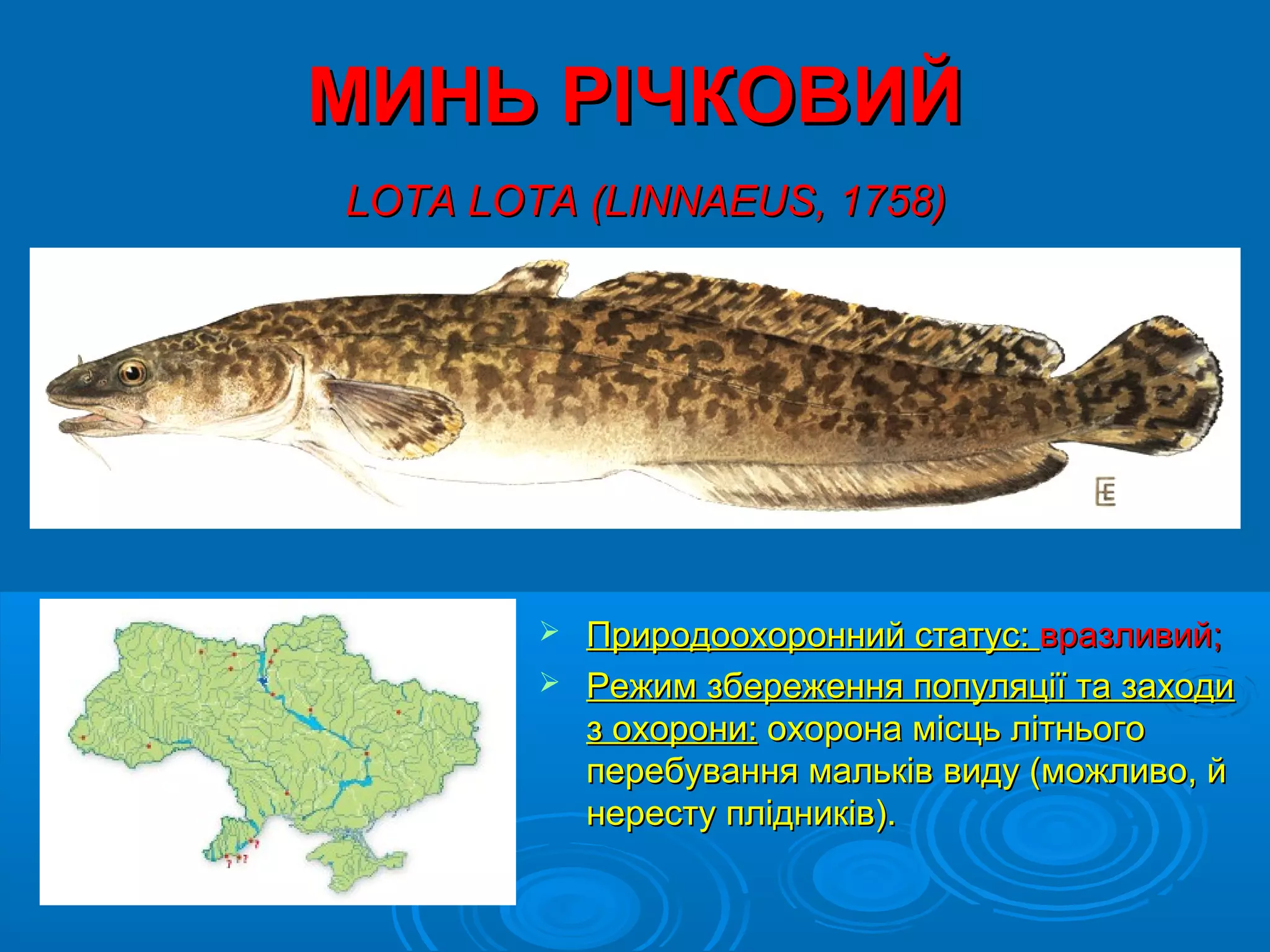 МИНЬ РІЧКОВИЙ
LOTA LOTA (LINNAEUS, 1758)




         Природоохоронний статус: вразливий;
         Режим збереження популяції та заходи
          з охорони: охорона місць літнього
          перебування мальків виду (можливо, й
          нересту плідників).
 