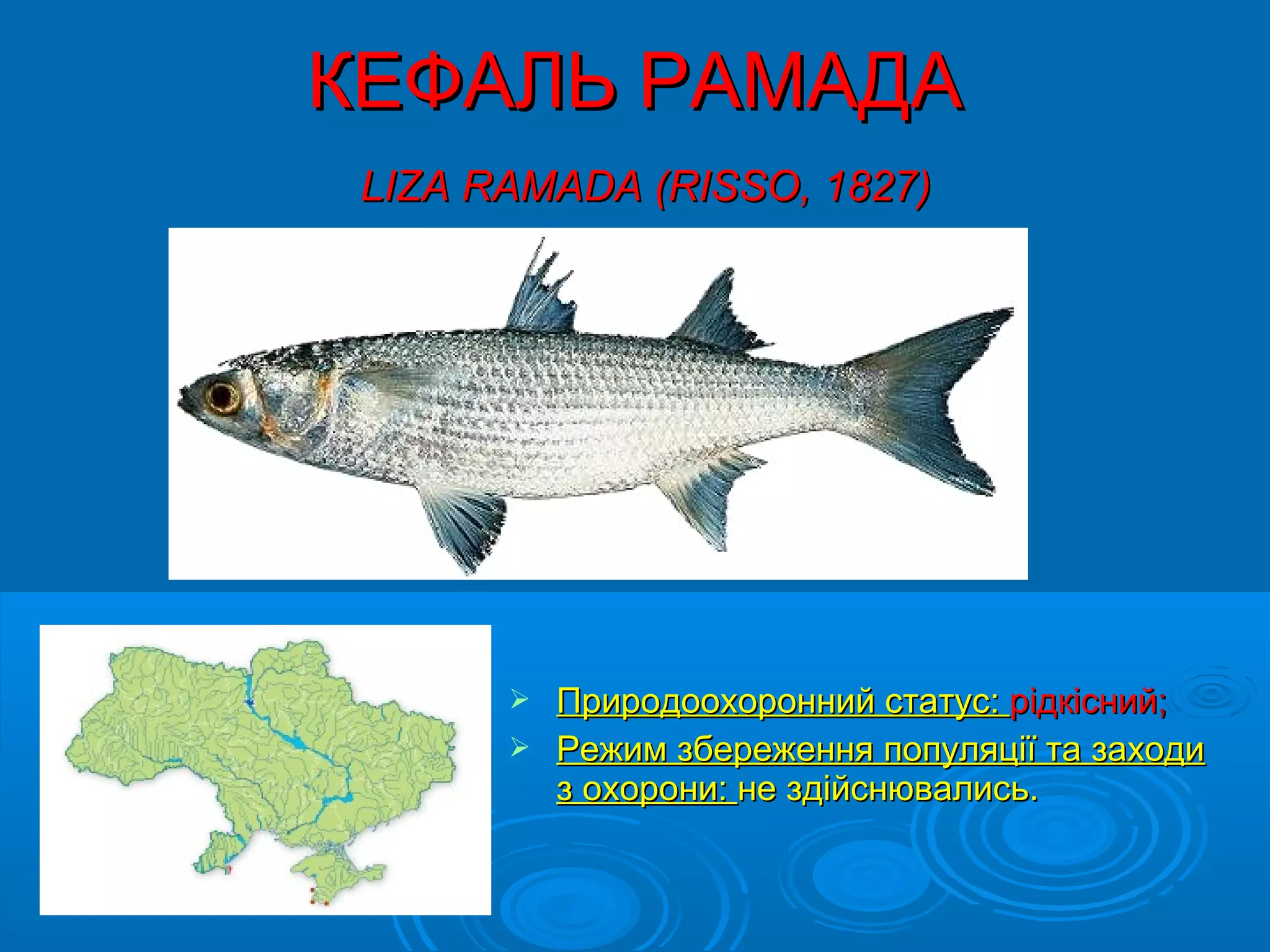 КЕФАЛЬ РАМАДА
 LIZA RAMADA (RISSO, 1827)




        Природоохоронний статус: рідкісний;
        Режим збереження популяції та заходи
         з охорони: не здійснювались.
 