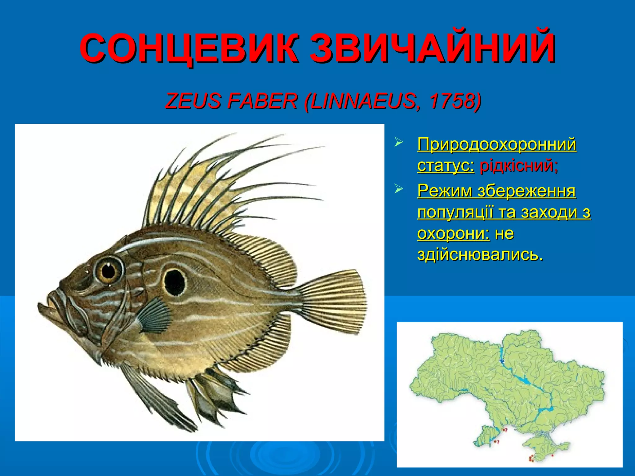 СОНЦЕВИК ЗВИЧАЙНИЙ
   ZEUS FABER (LINNAEUS, 1758)
                       Природоохоронний
                        статус: рідкісний;
                       Режим збереження
                        популяції та заходи з
                        охорони: не
                        здійснювались.
 