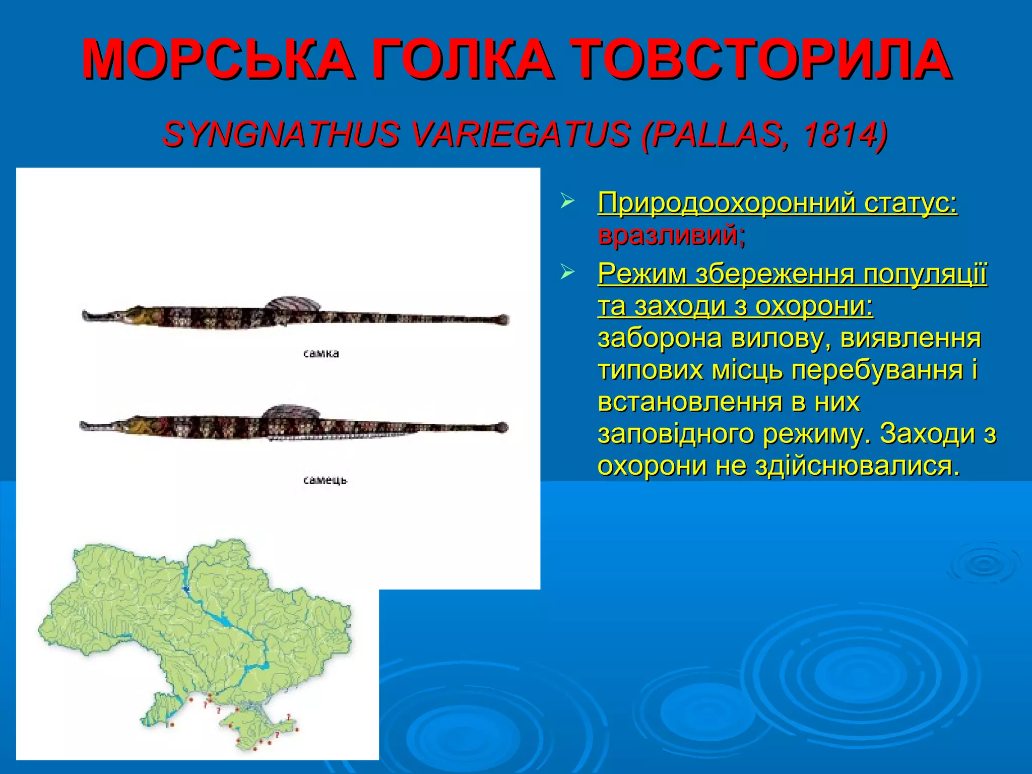 МОРСЬКА ГОЛКА ТОВСТОРИЛА
  SYNGNATHUS VARIEGATUS (PALLAS, 1814)
                      Природоохоронний статус:
                       вразливий;
                      Режим збереження популяції
                       та заходи з охорони:
                       заборона вилову, виявлення
                       типових місць перебування і
                       встановлення в них
                       заповідного режиму. Заходи з
                       охорони не здійснювалися.
 